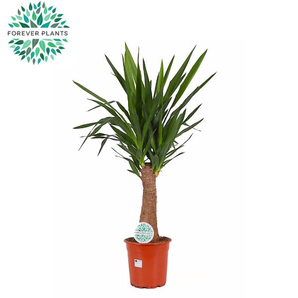 Picture of Yucca INCA tree P24 110cm (LOOSE)