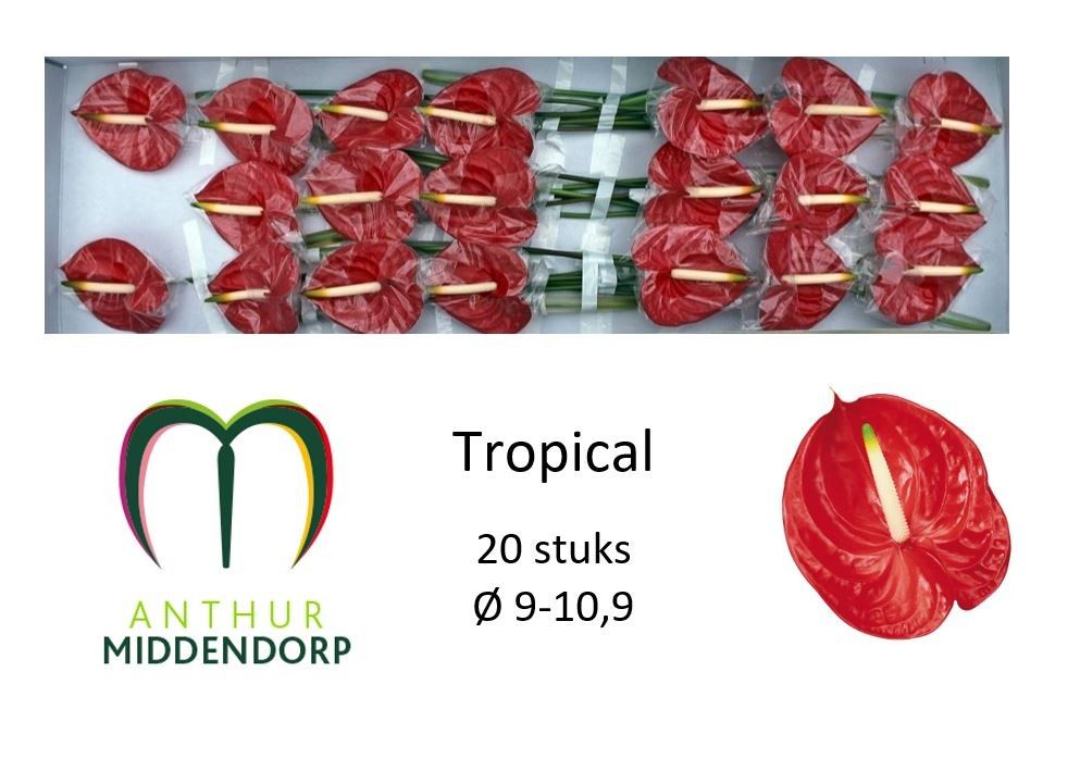 Anthurium Tropical 950Ø