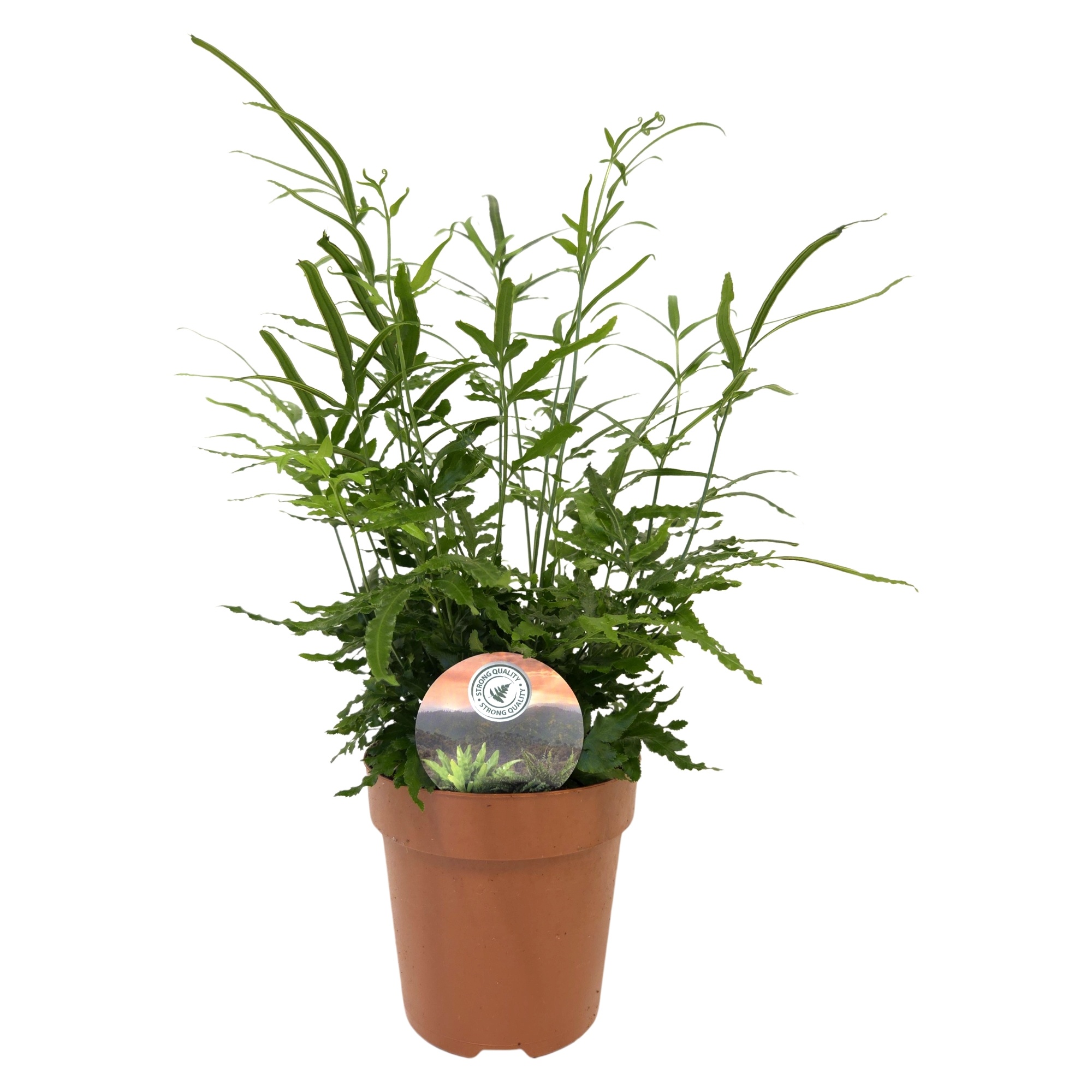 Pteris evergreen