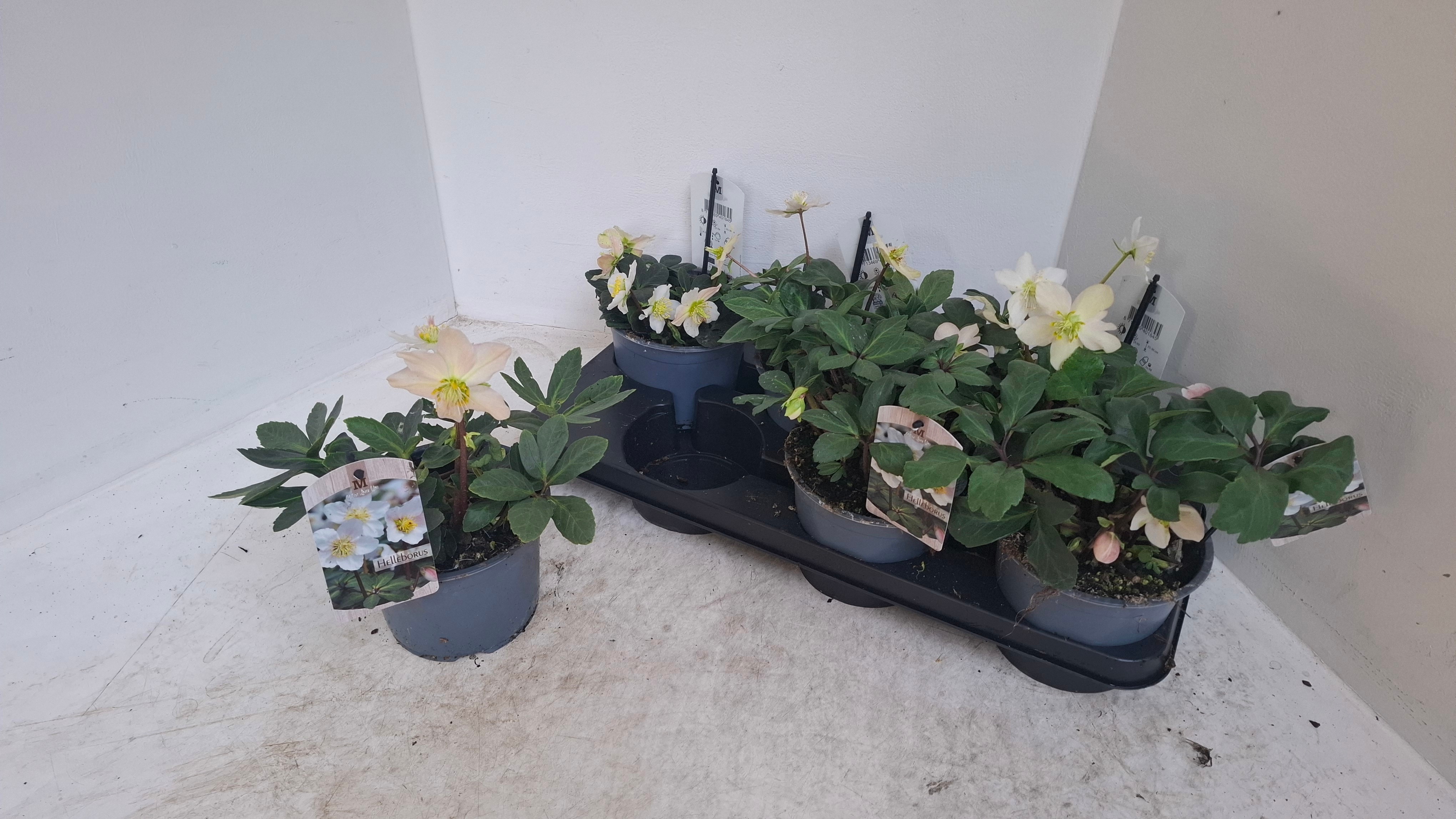 Helleborus Cristmas Carol .