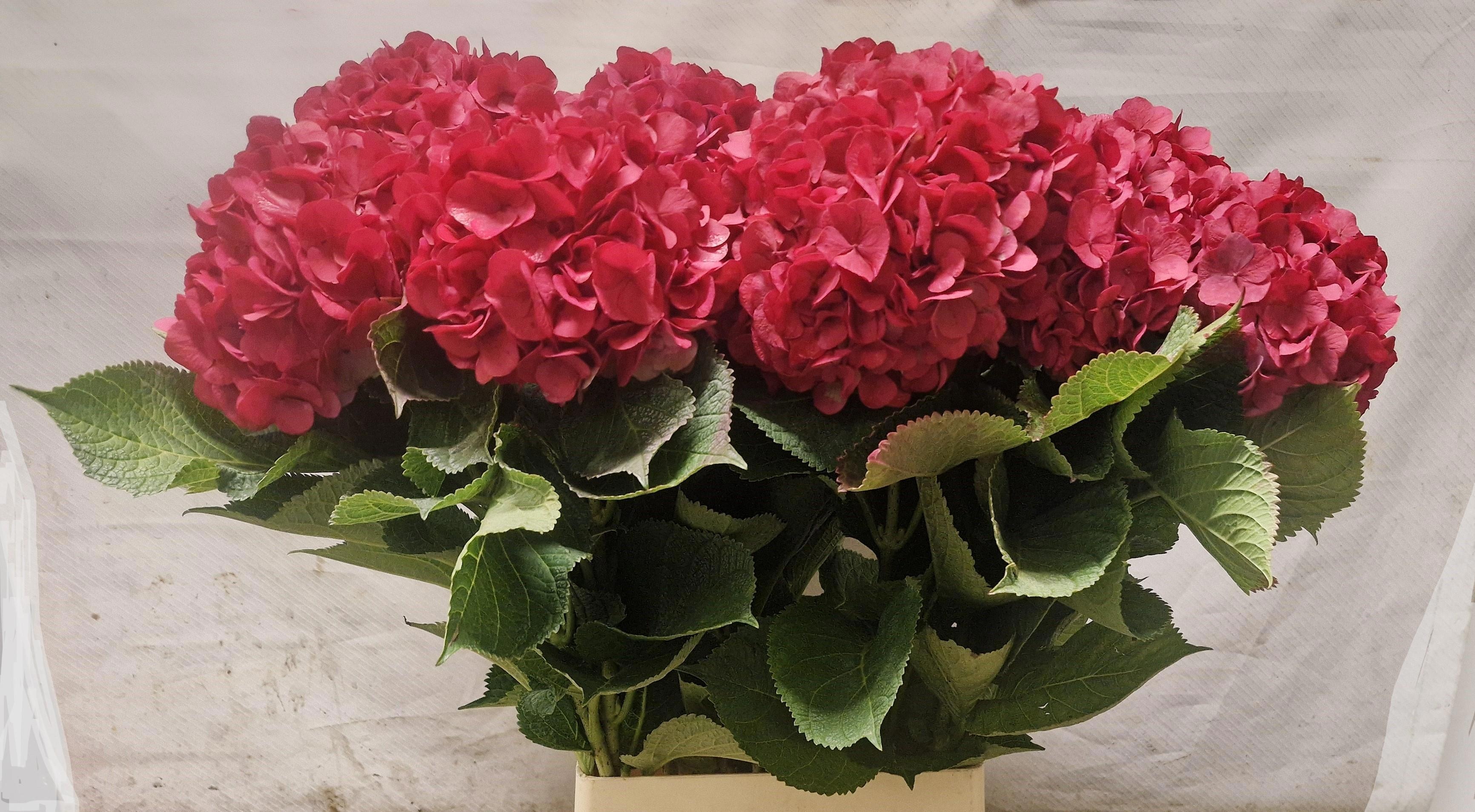 Hydrangea Painted 100cm 18Ø