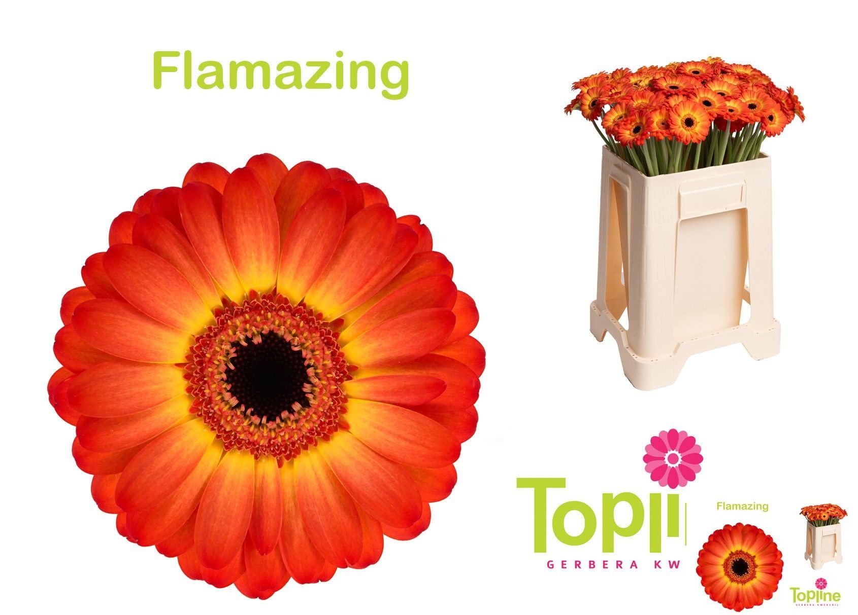 Gerbera Mini Flamazing