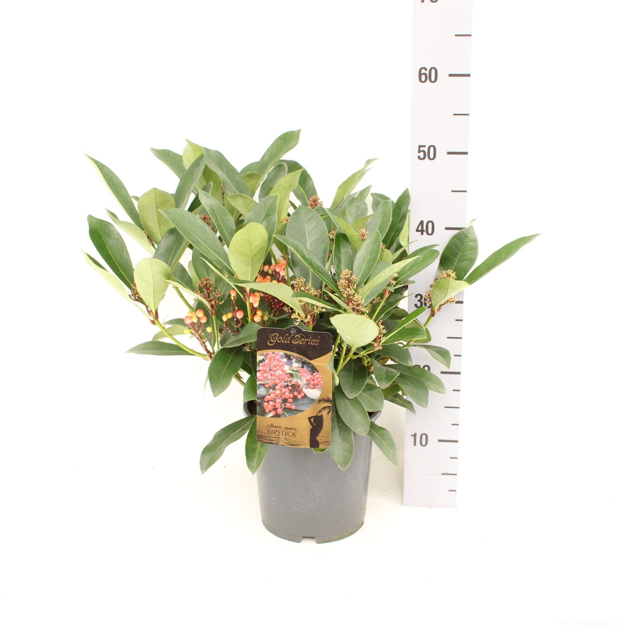 Picture of Skimmia jap. LIPSTICK ® met bes en bloem P19 (3 Ltr)