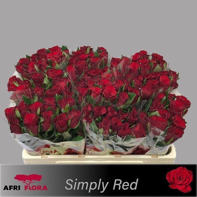 Rosa Simply Red 50cm
