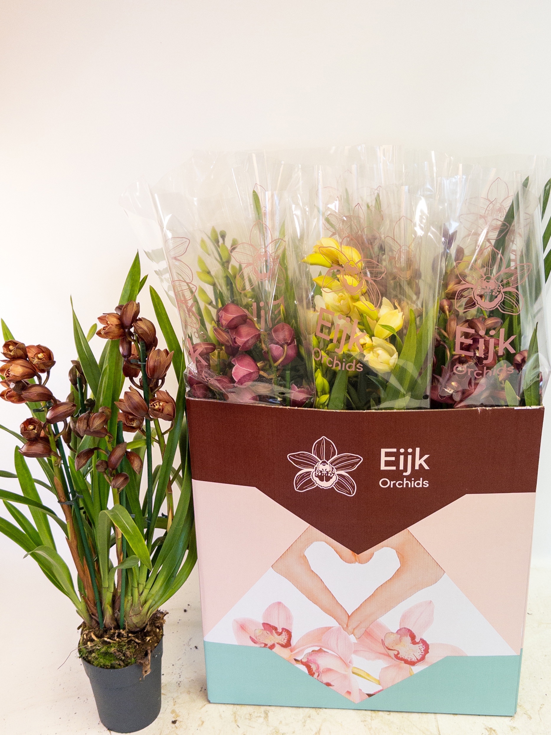 Cymbidium Asst Sp Orchids