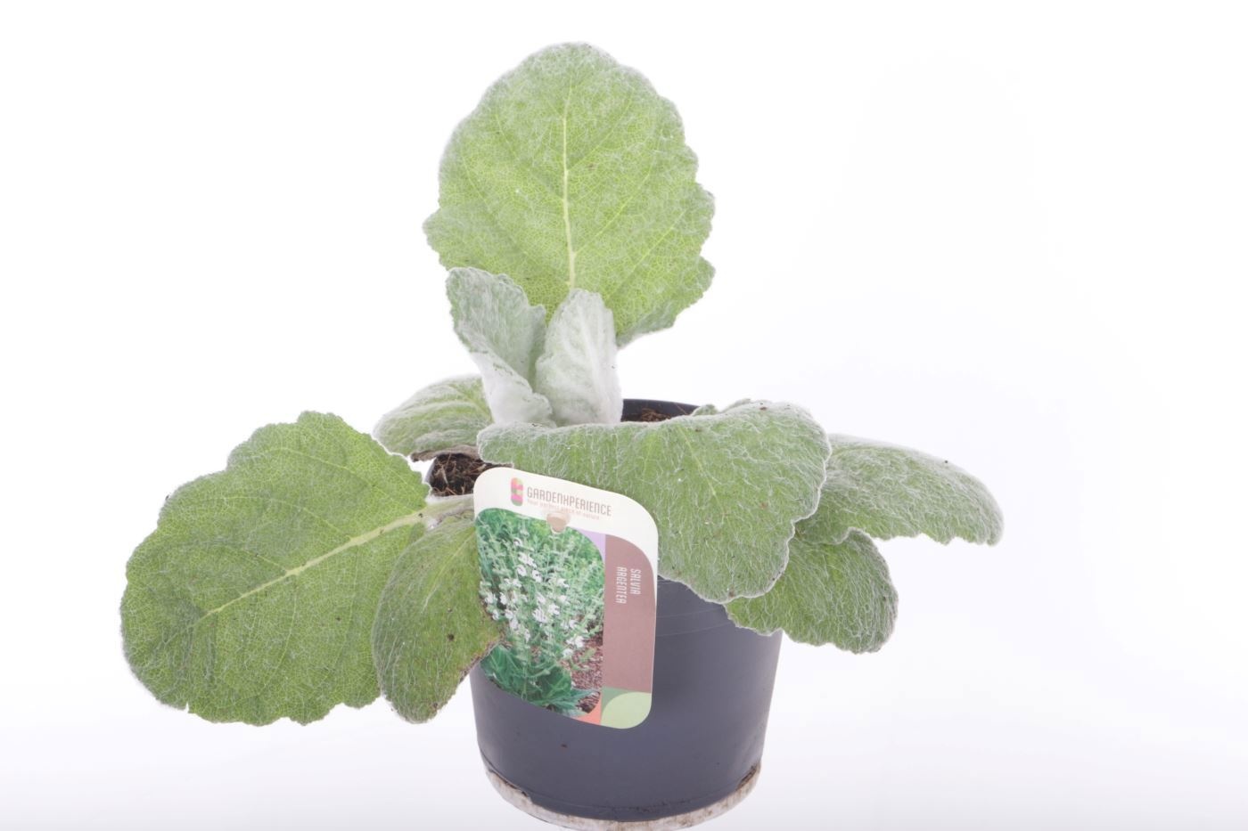 Salvia argentea