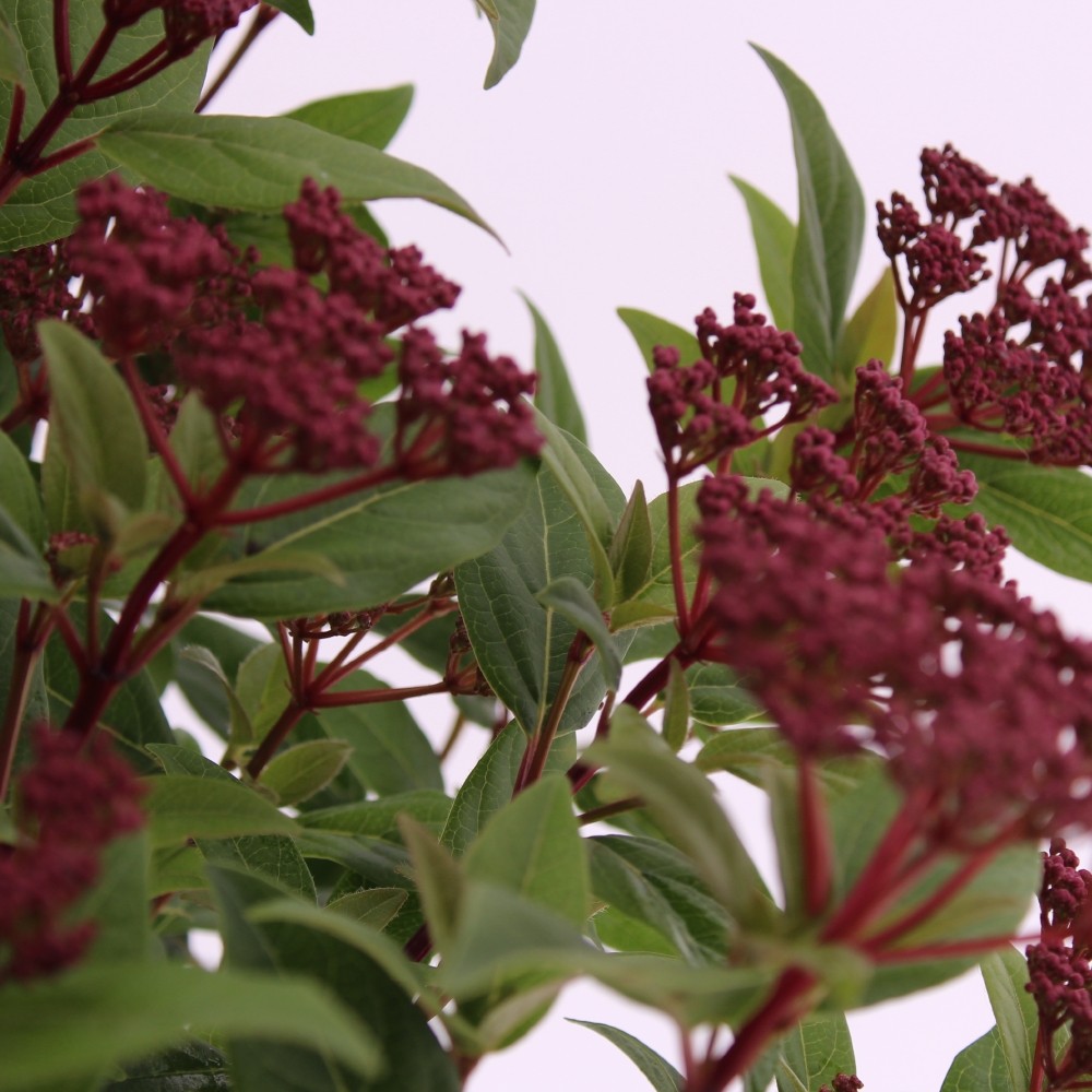 Picture of Viburnum tinus 'Ladybird'