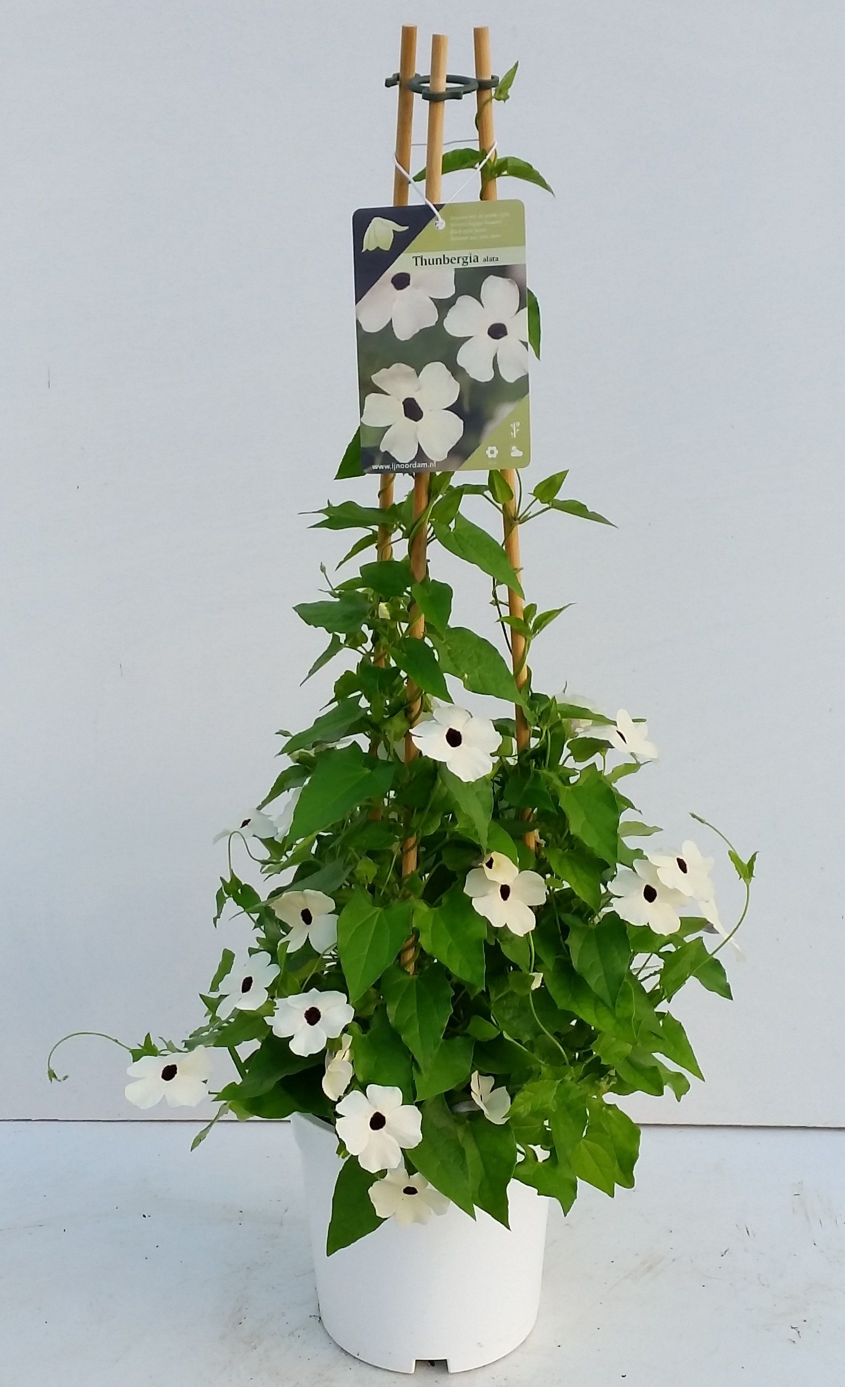 Thunbergia nana 'Snow White'