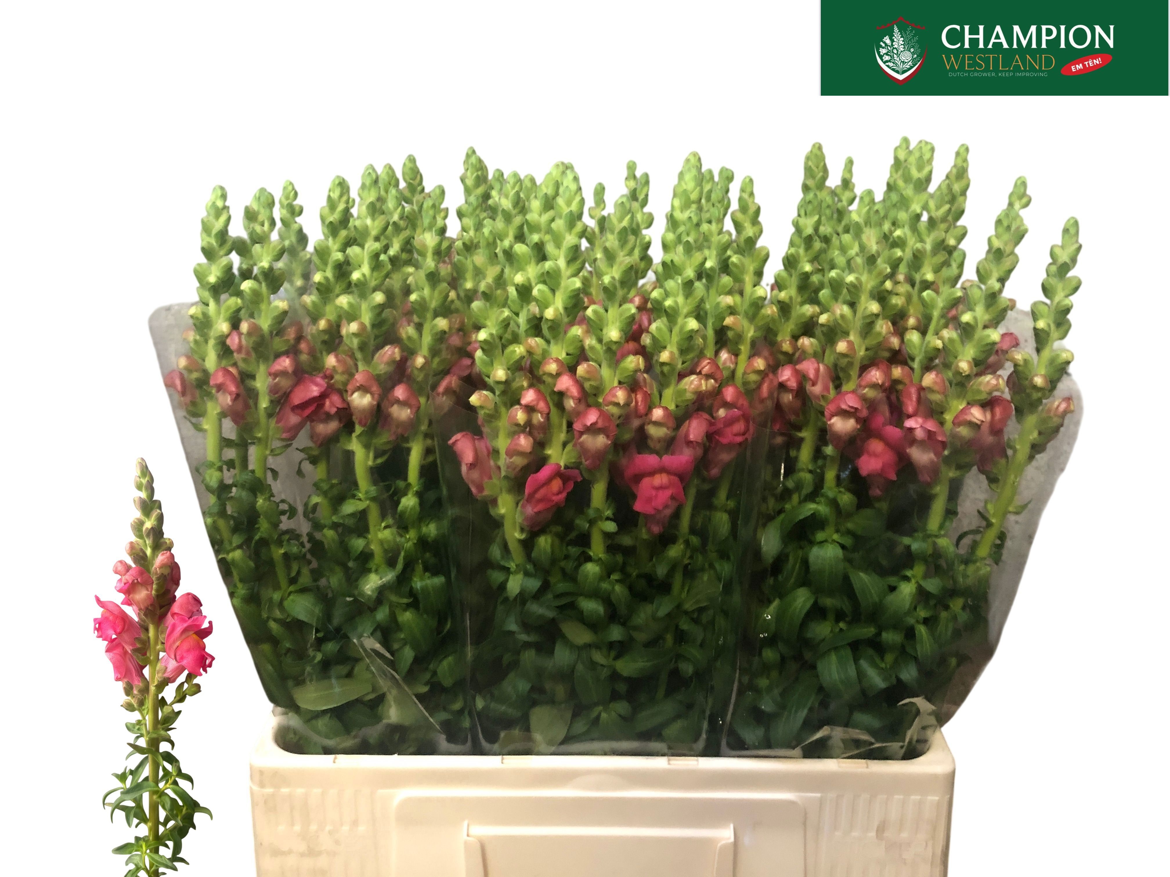 Antirrhinum Poto Cherr Rose 60cm