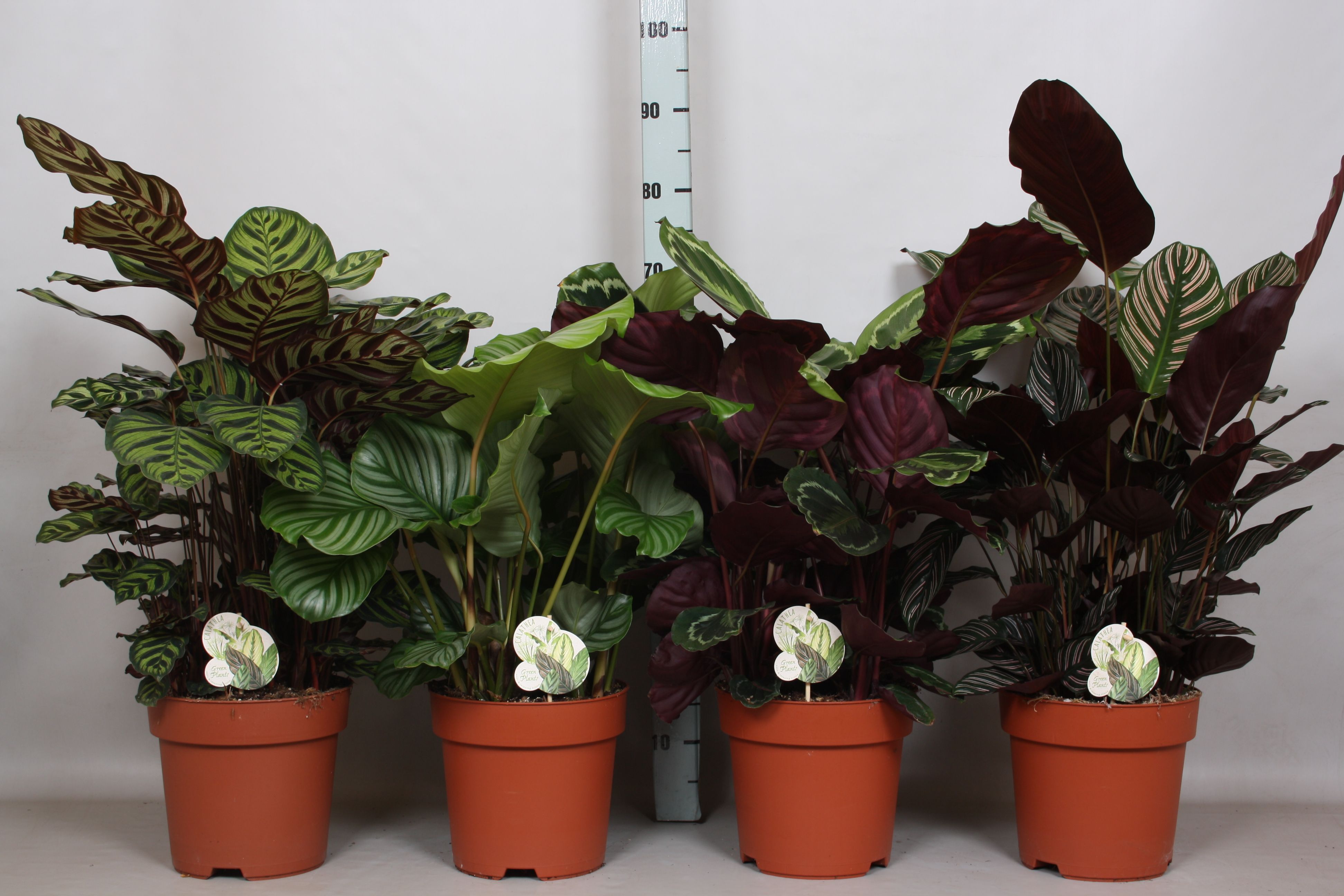 Calathea gemengd 4 soorten | Hamiplant