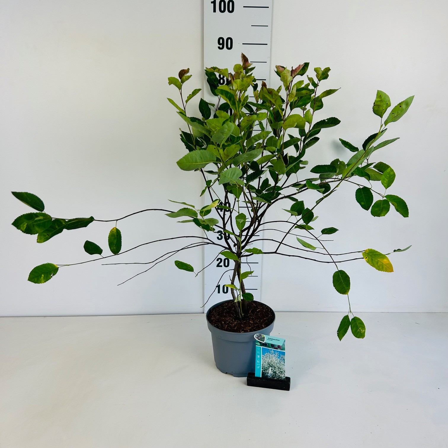 Picture of Amelanchier Lamarckii P20 (3,5 Ltr) 40/60CM (LOOSE)