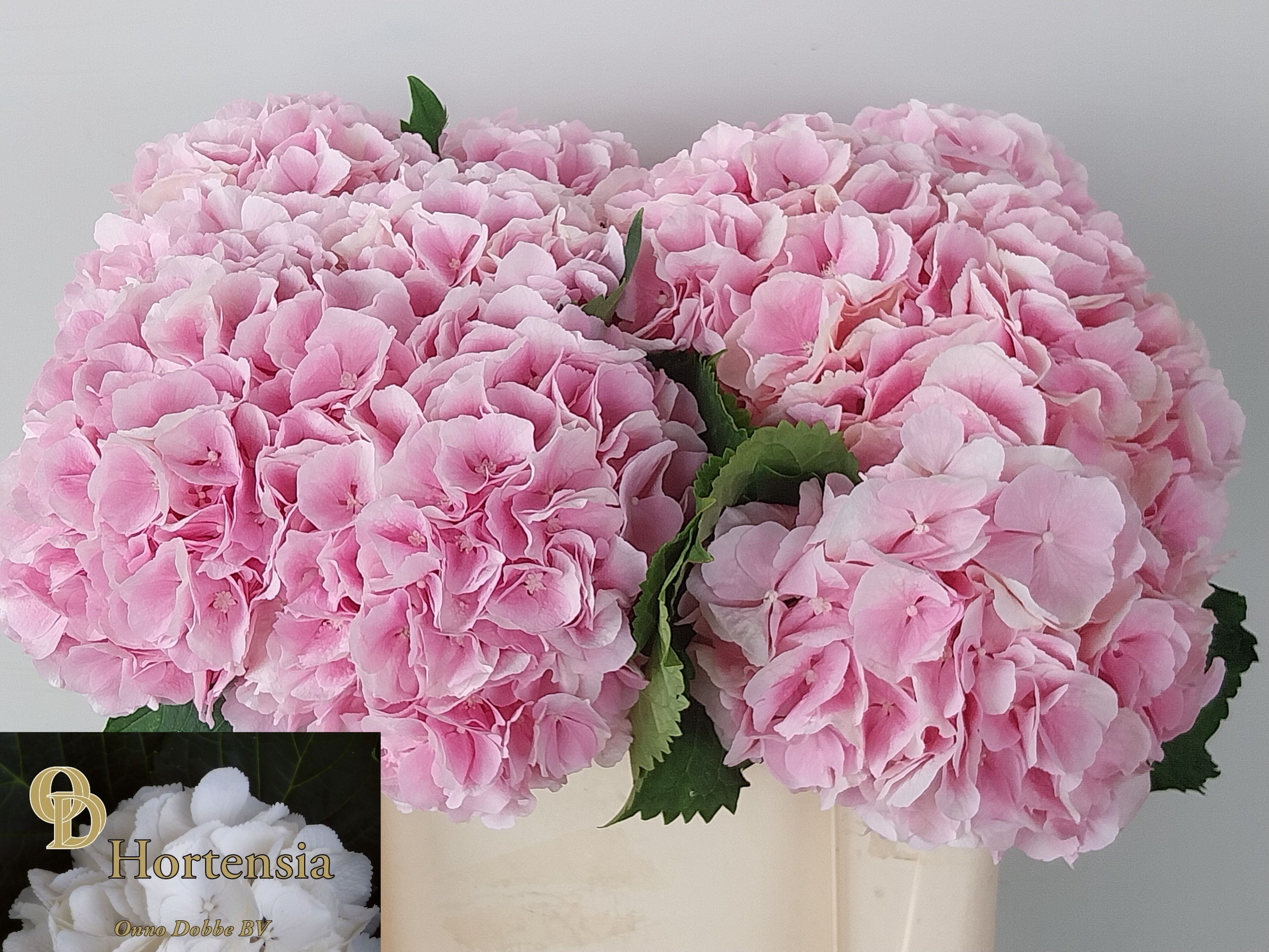 Hydrangea Verena Pink 50cm 15Ø