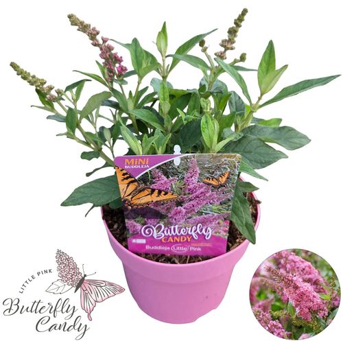 Buddleja d. 'Little Pink ®  p19 Peijl