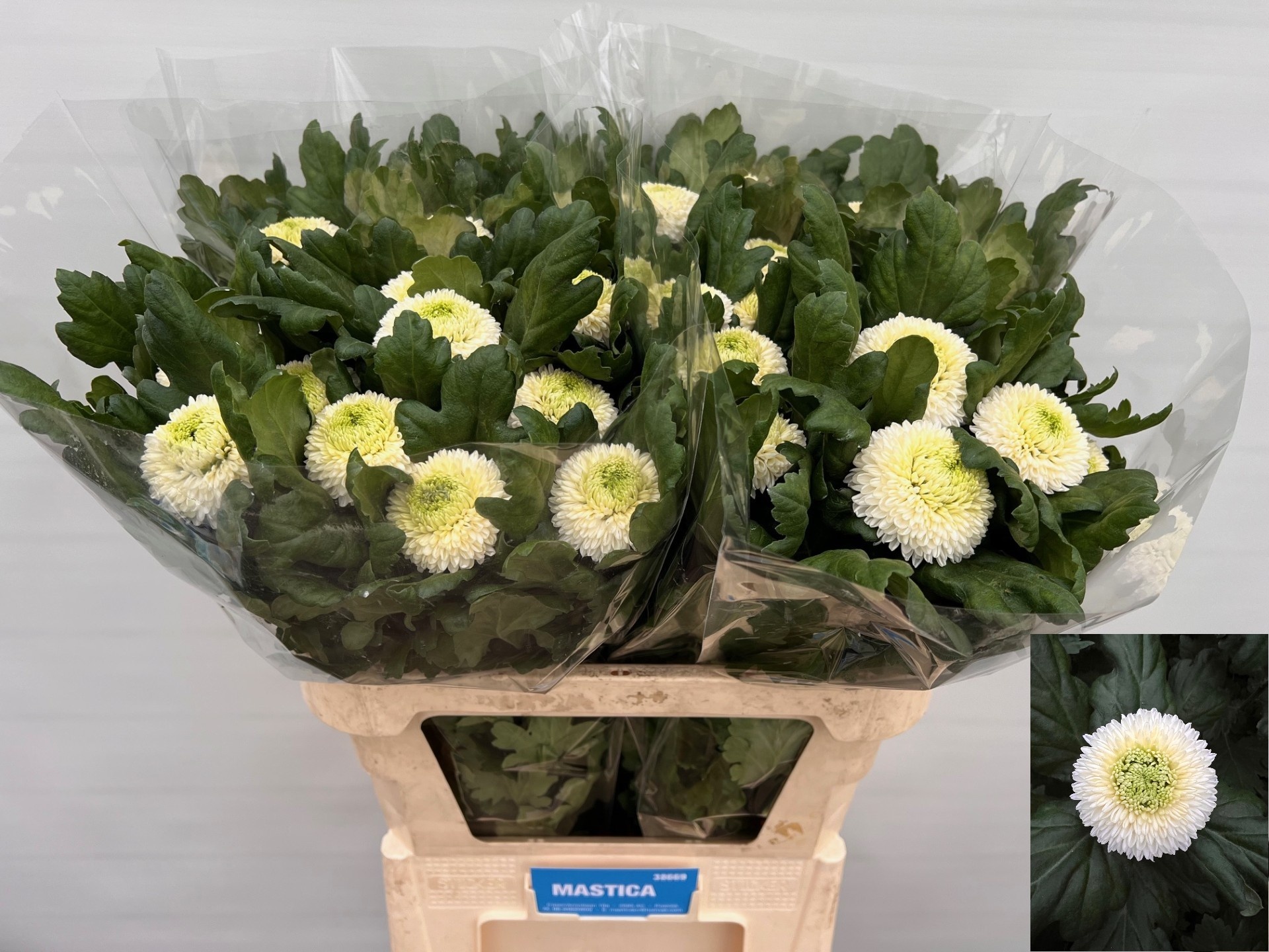 Chrysanthemum Single Boris Becker 80cm 95gram