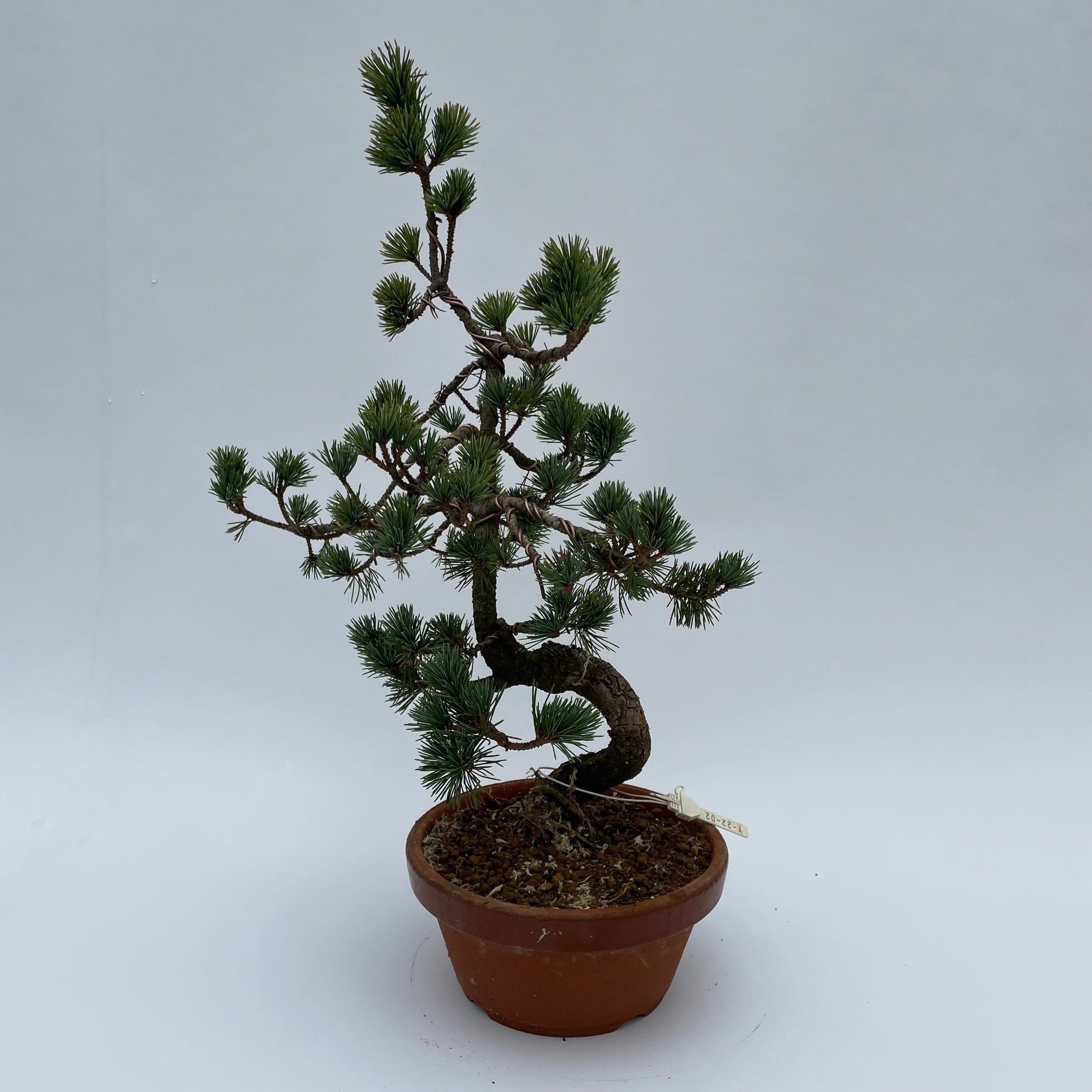 Picture of Bonsai Pinus parviflora (outdoor) 19-CM-CERAMIC 40CM