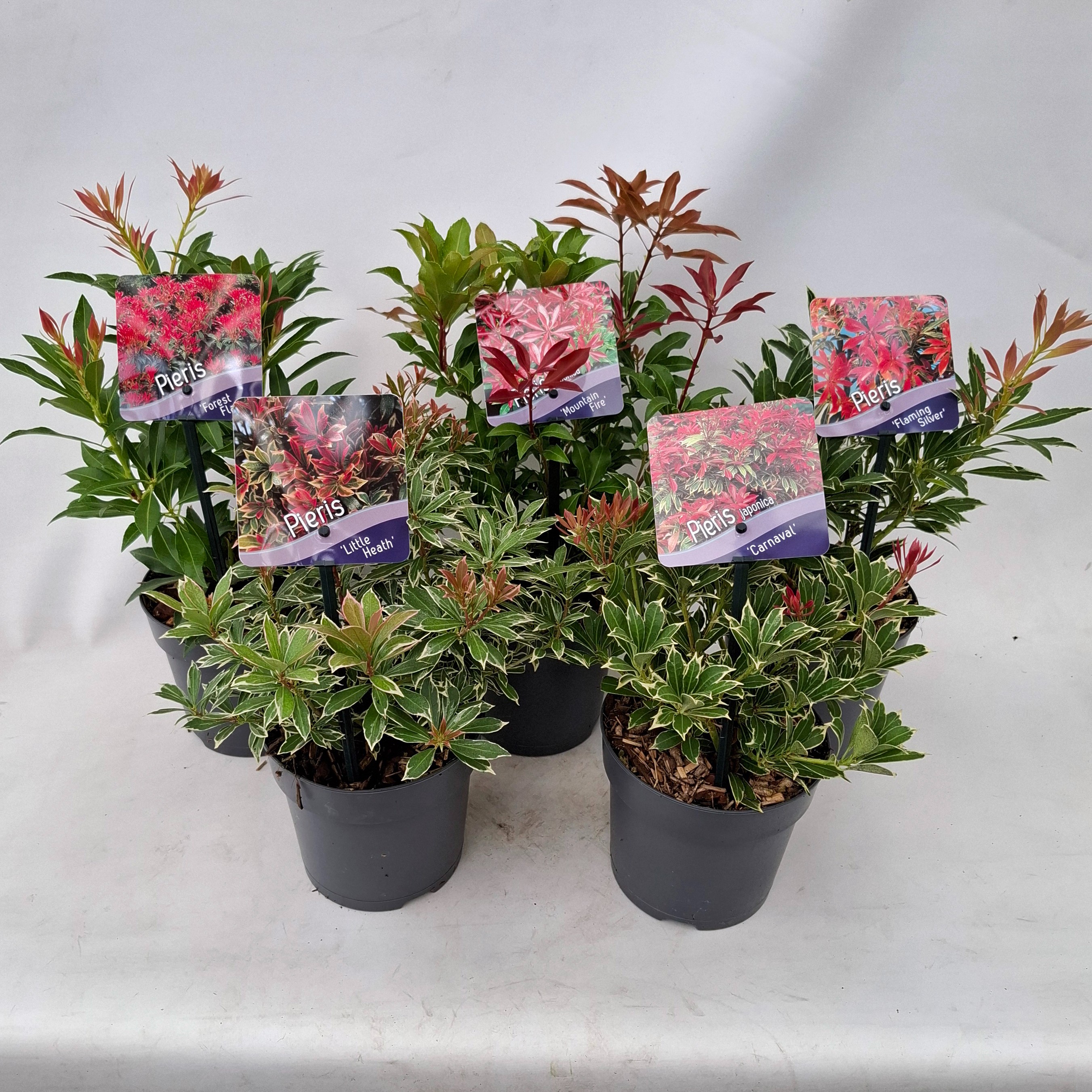 Picture of Pieris jap. Mix