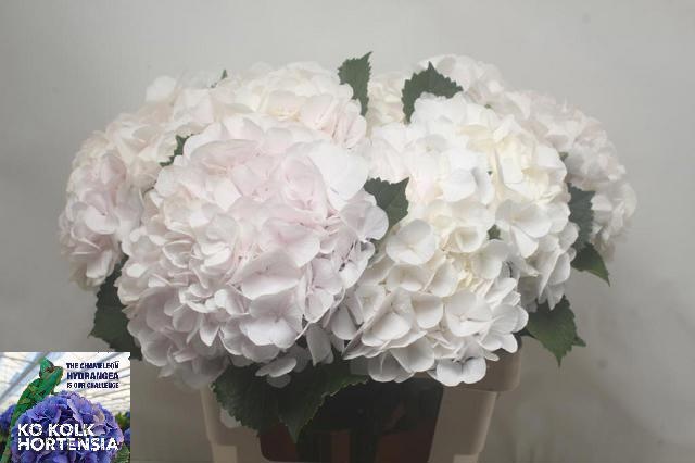 Hydrangea Sweet Verena 60cm 20Ø