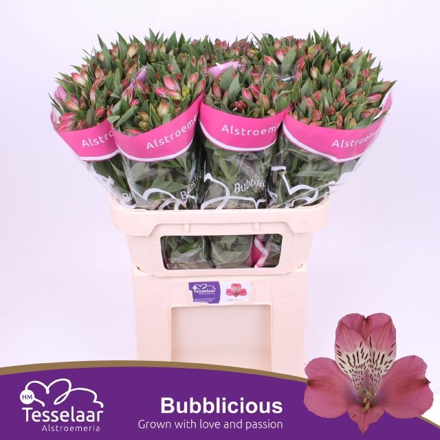 Alstr Bubblicious 70cm 60gram