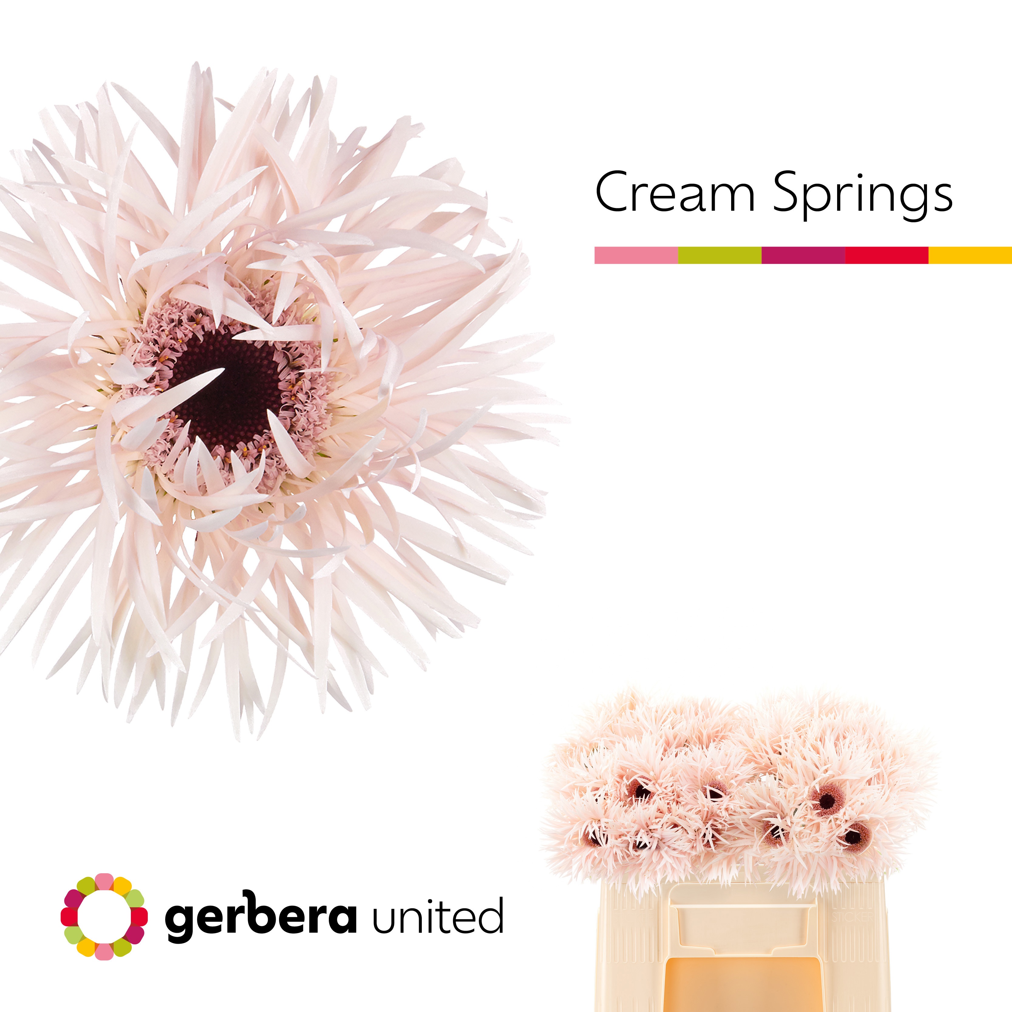 Gerbera Spider Cream Springs