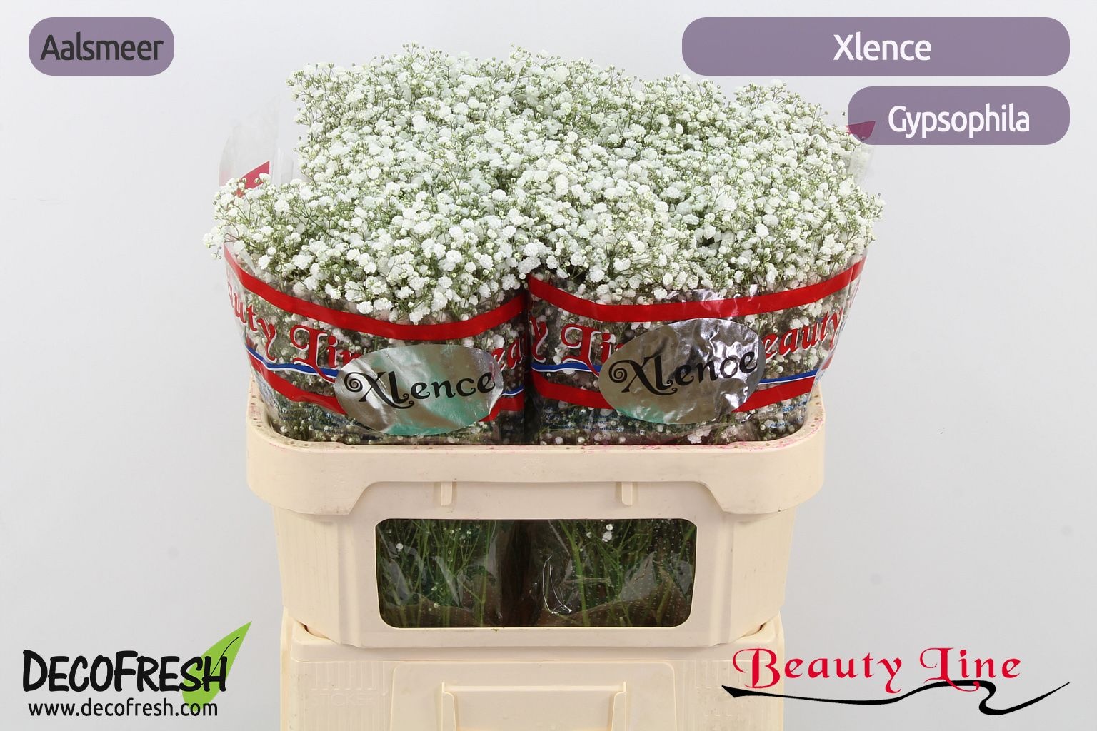 Gypsophila Xlence White 70cm 20gram