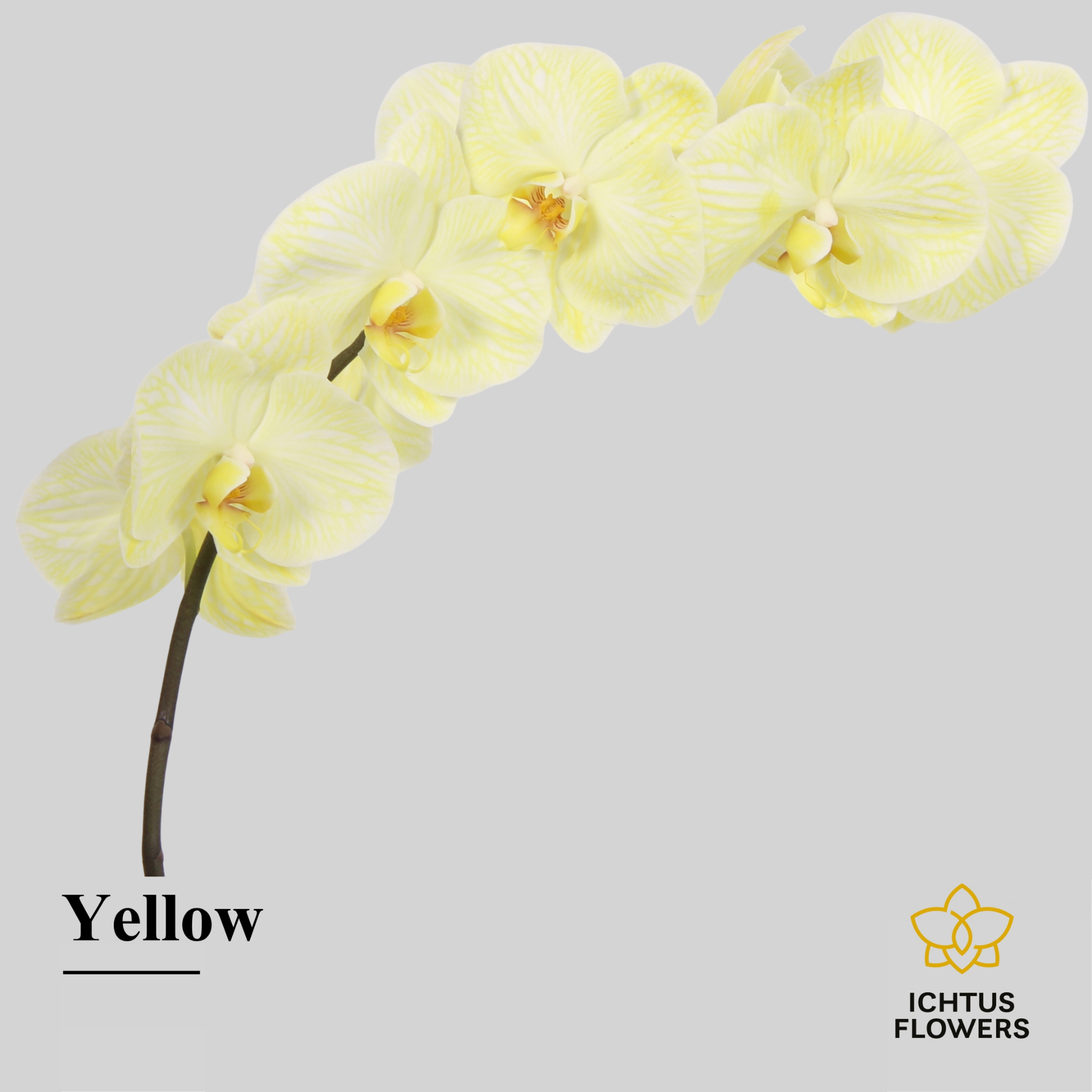 Phal Painted Excl. Yellow Tak 7-9