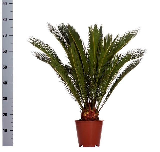 Cycas Revoluta 19Ø 90cm