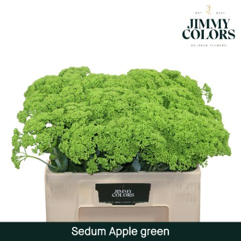 Sedum L55 Apple Green