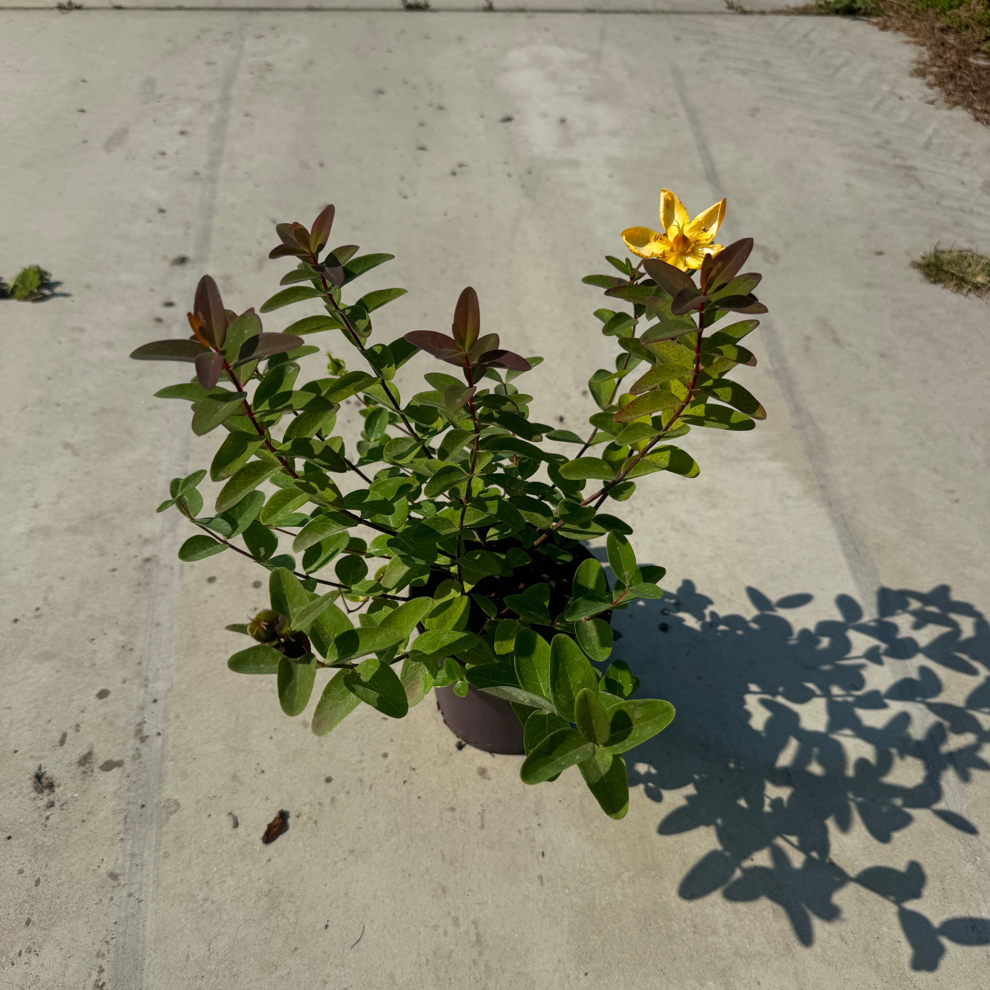 Hypericum dummeri 'Peter Dummer'