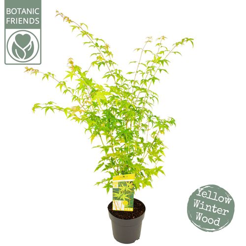 Acer palm. 'Bi hoo' p24 Son