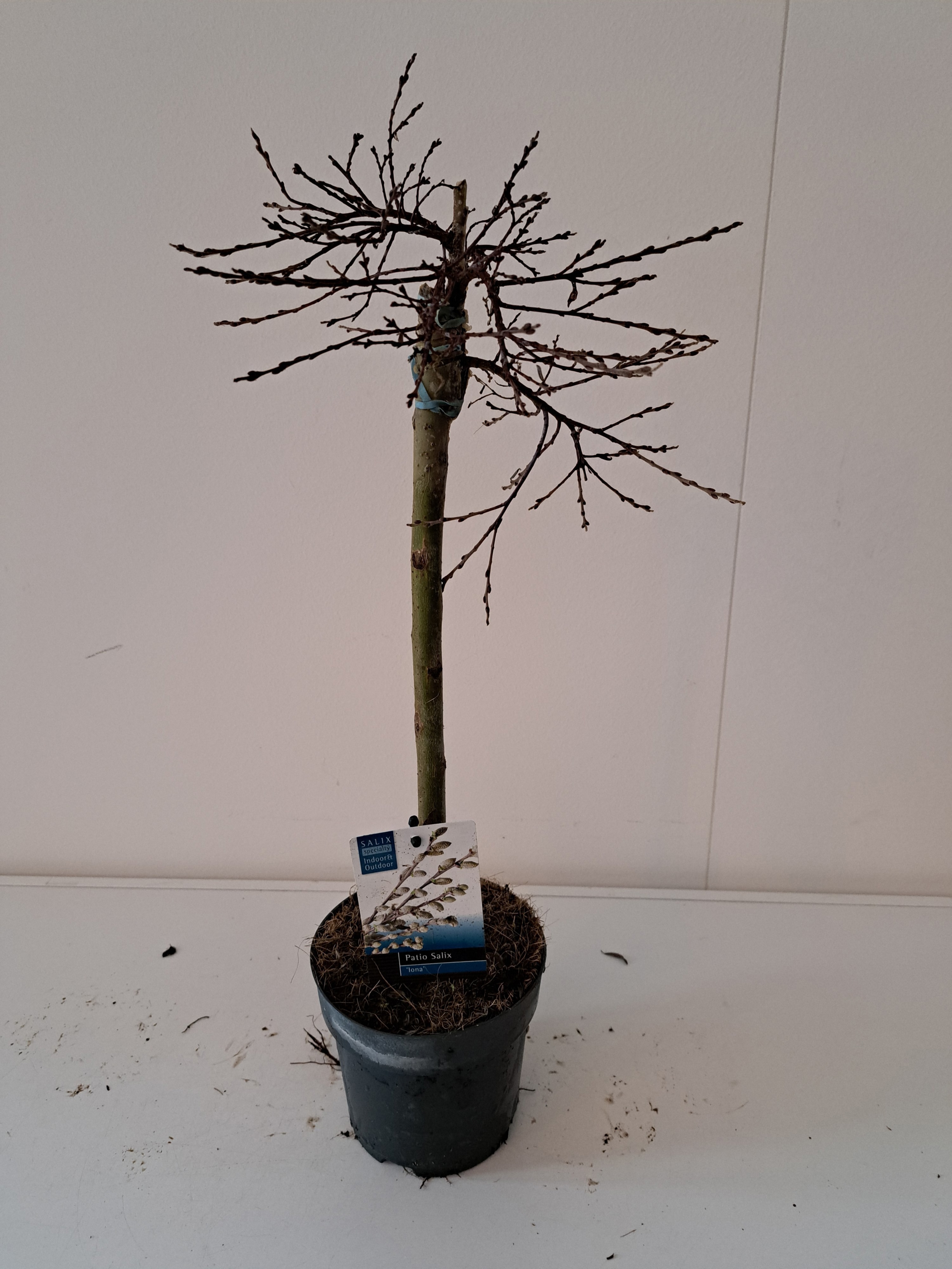 Picture of Salix Iona stam 40