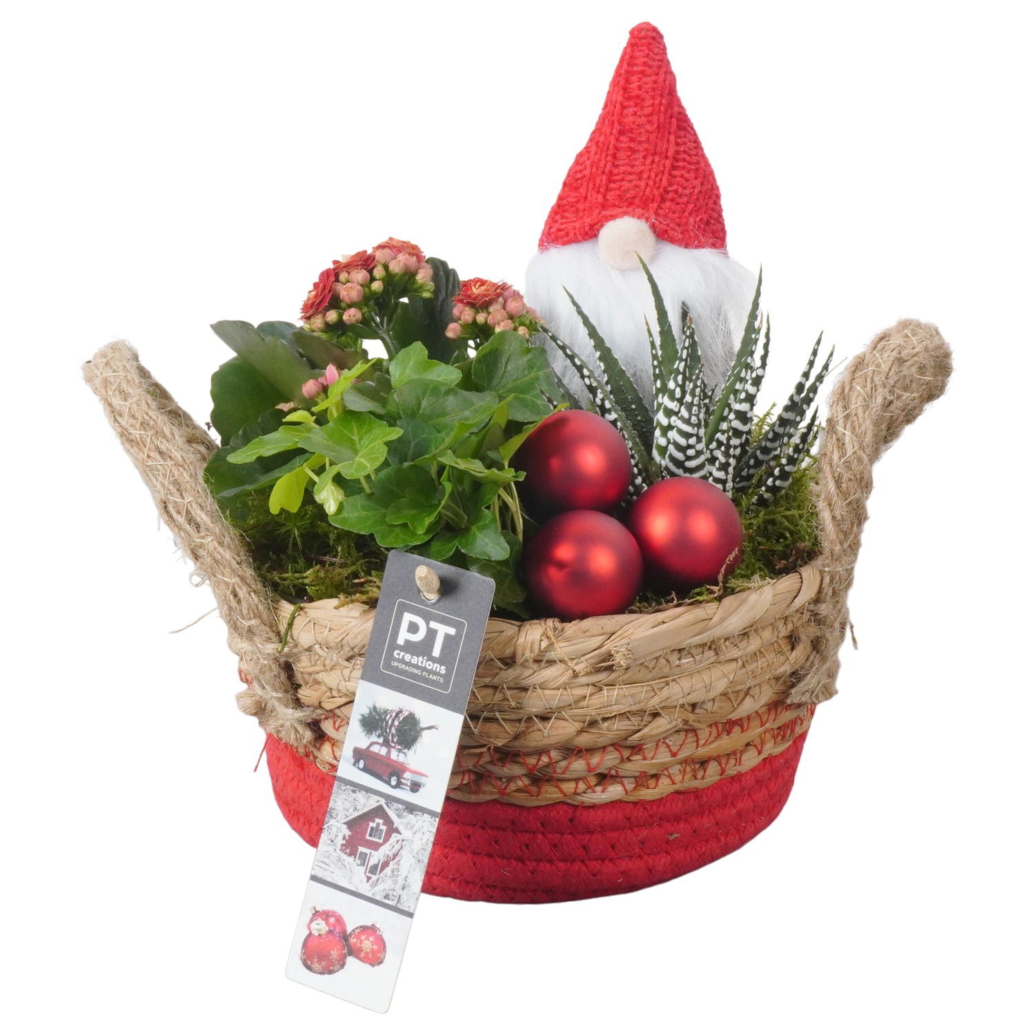 Picture of PTKB9331 Arrangement X-Mas in grass basket P22 20CM