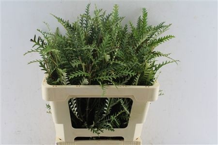 Grevillea Ivanhoe Bronze 50cm