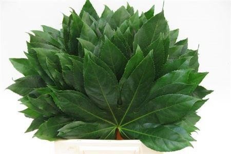 Fatsia Japonica Blad 45cm