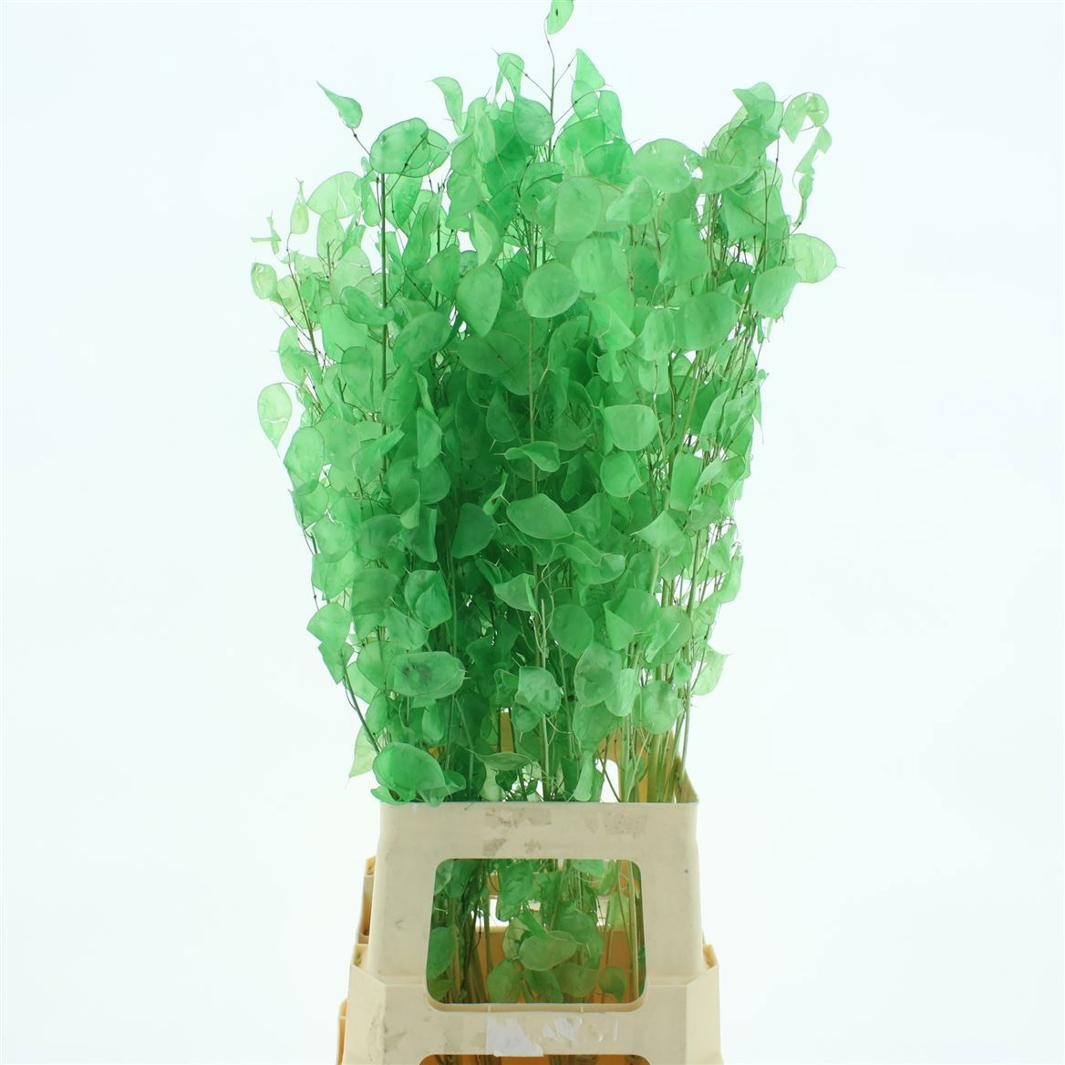 Snijbloemen Klb H%