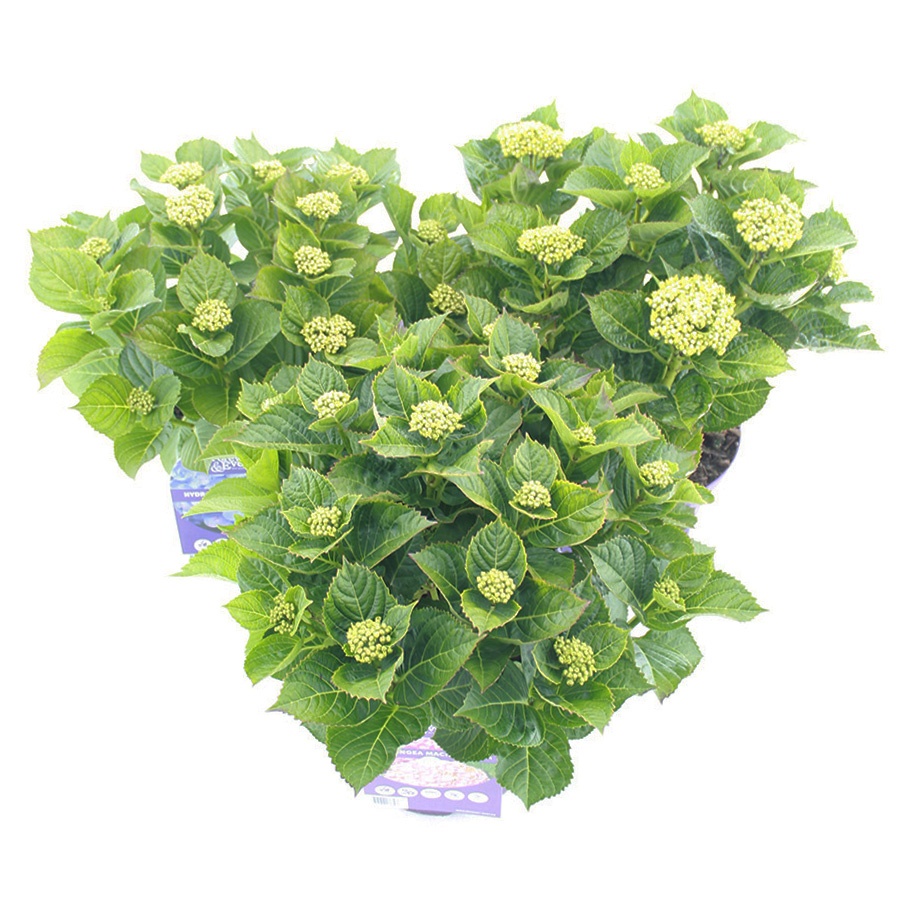 Picture of Hydrangea macr. Forever & Ever® MIX C5 (23cm.) Kn.