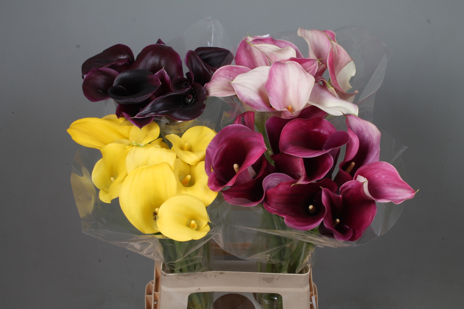 Calla Assorted 70cm