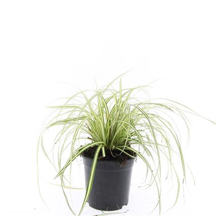 Picture of Carex oshim. Evergold P14