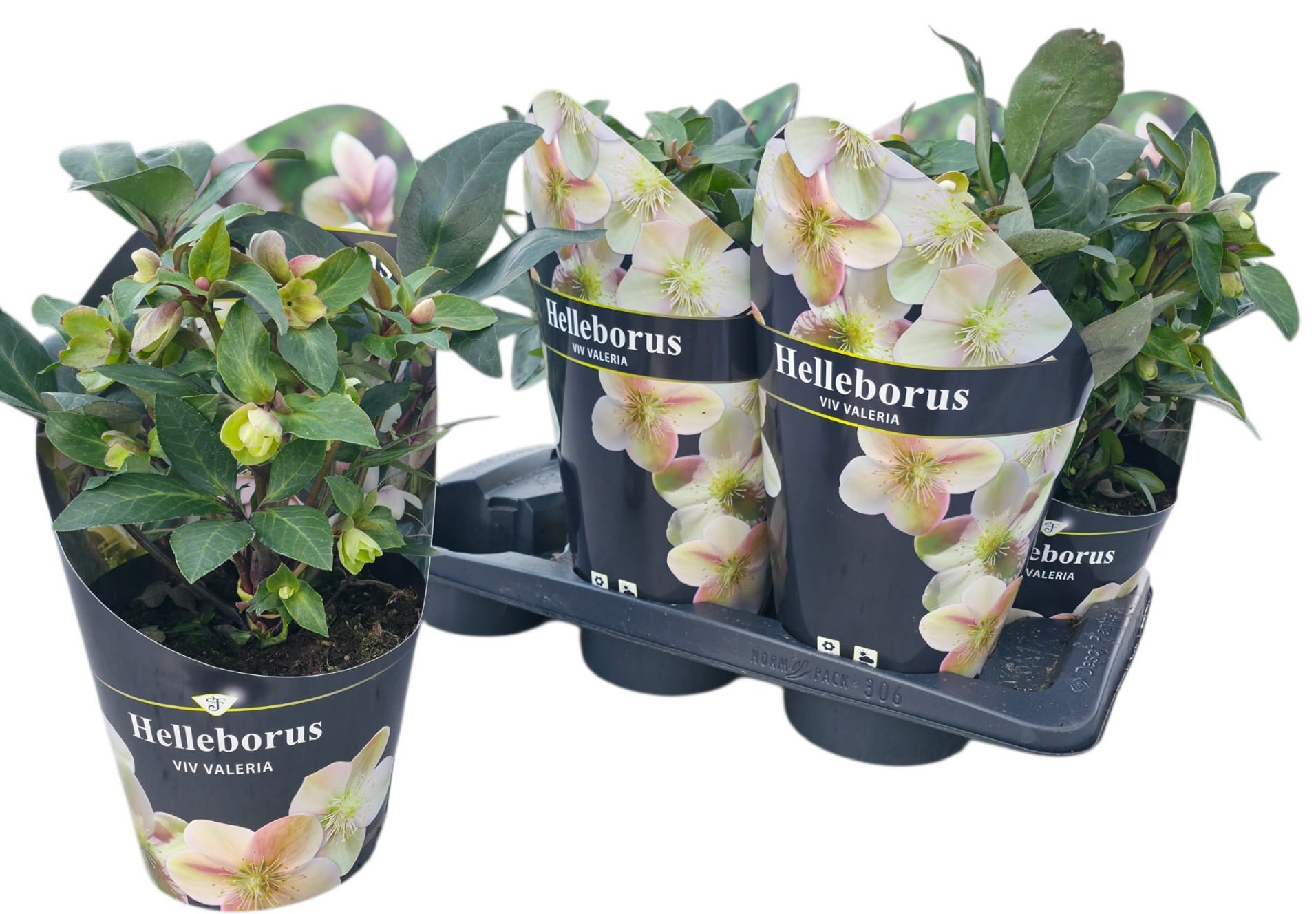 Helleborus ericsmithii Viv Valeria ('JHE00202')