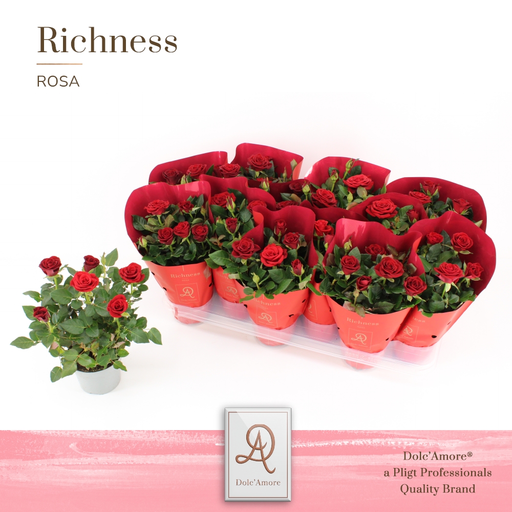 Picture of Rosa Red DolcAmore Metallic P10.5 25CM