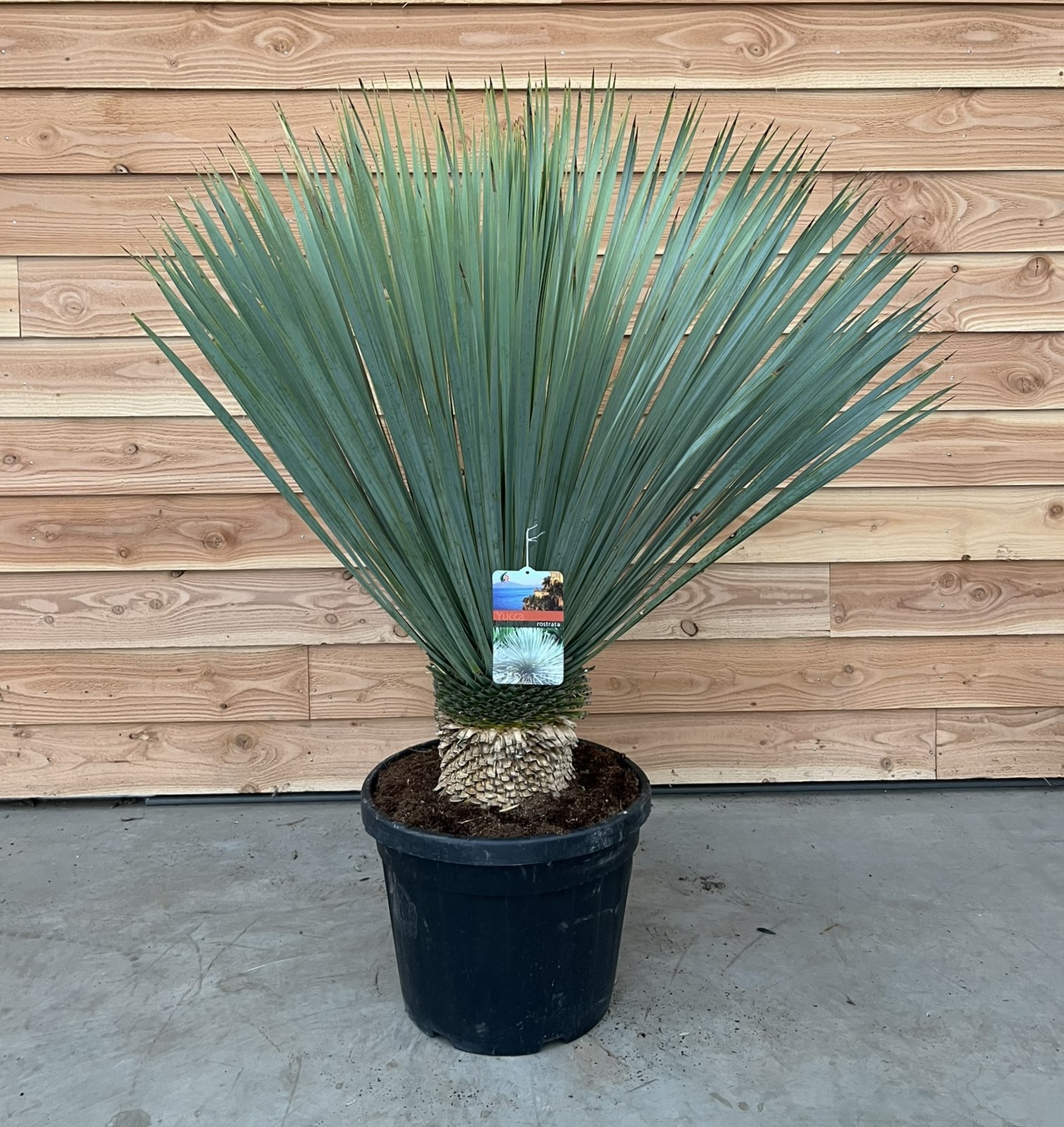 Picture of Yucca rostrata P46 (LOOSE)