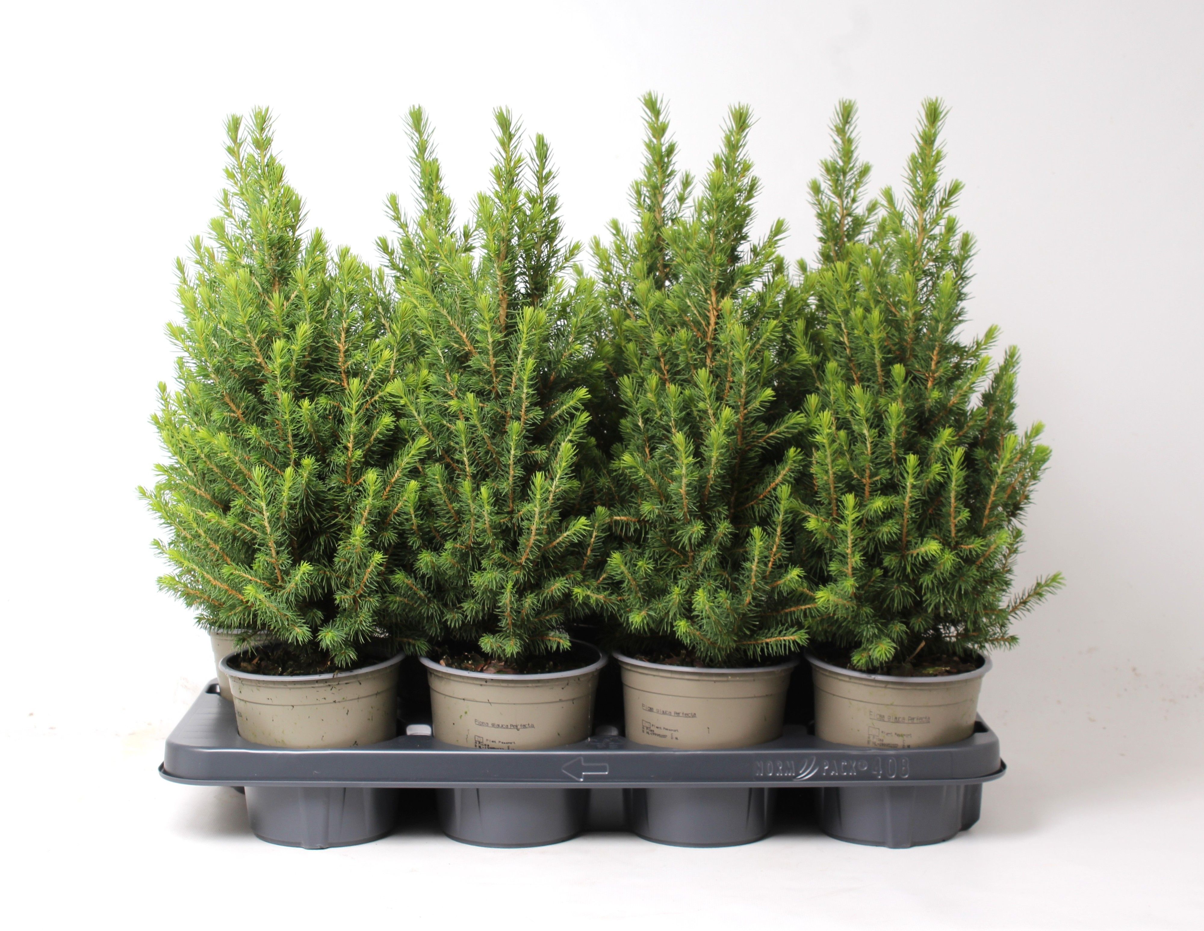 Picture of Picea glauca Perfecta P13