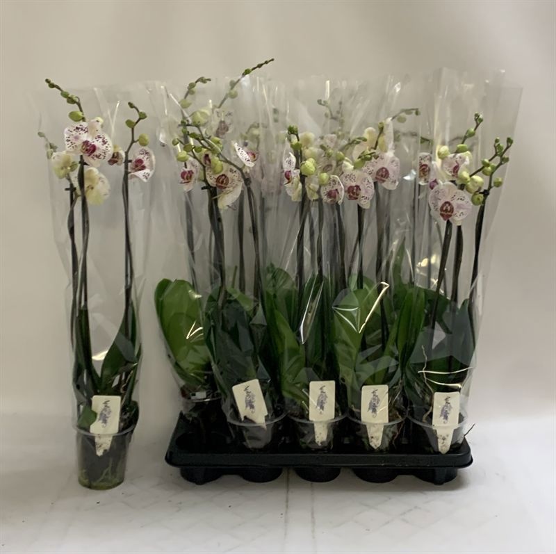 Phal Calypso 12Ø 70cm