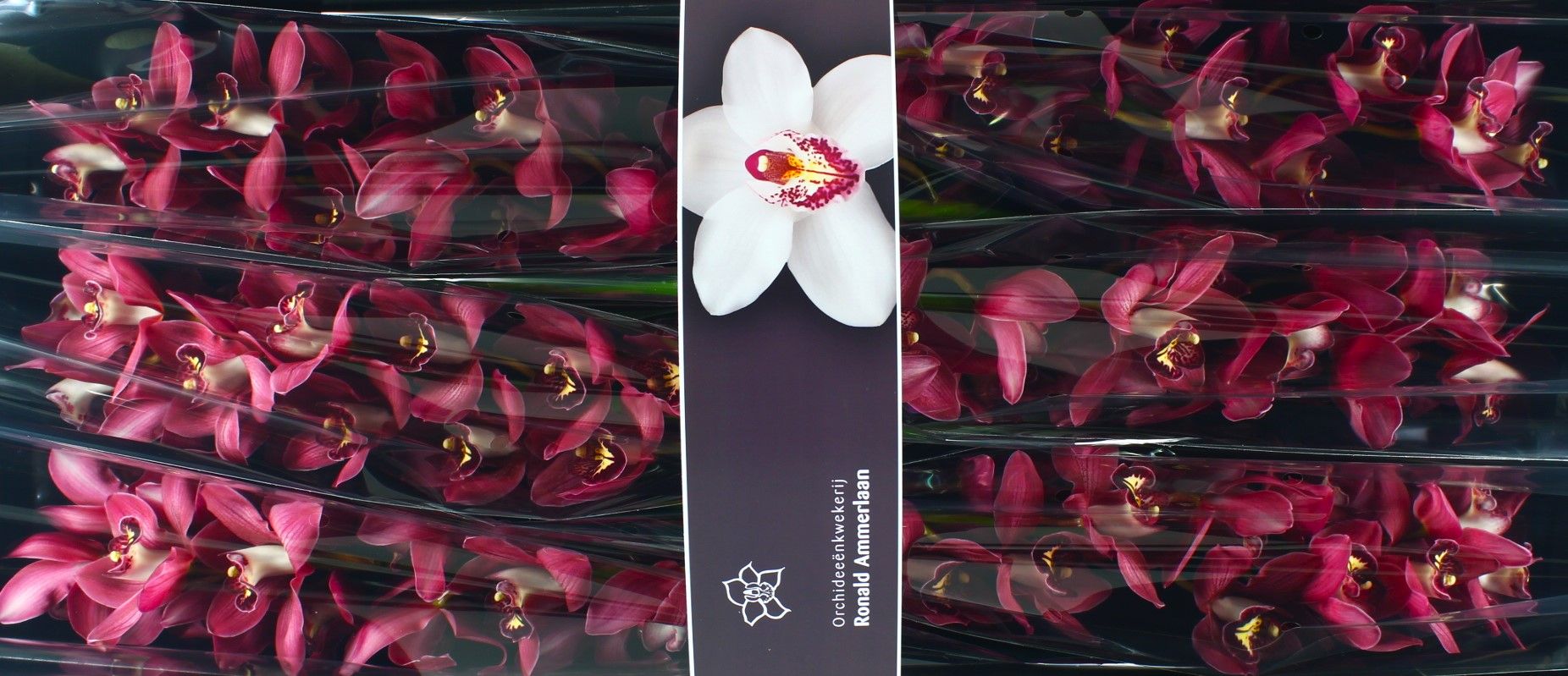 Cymb T Barolo 80 Cm - 12/15bl