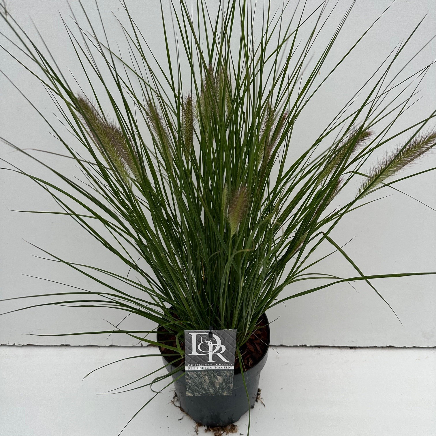 Picture of Pennisetum Hameln P19 (3 Ltr) (LOOSE)