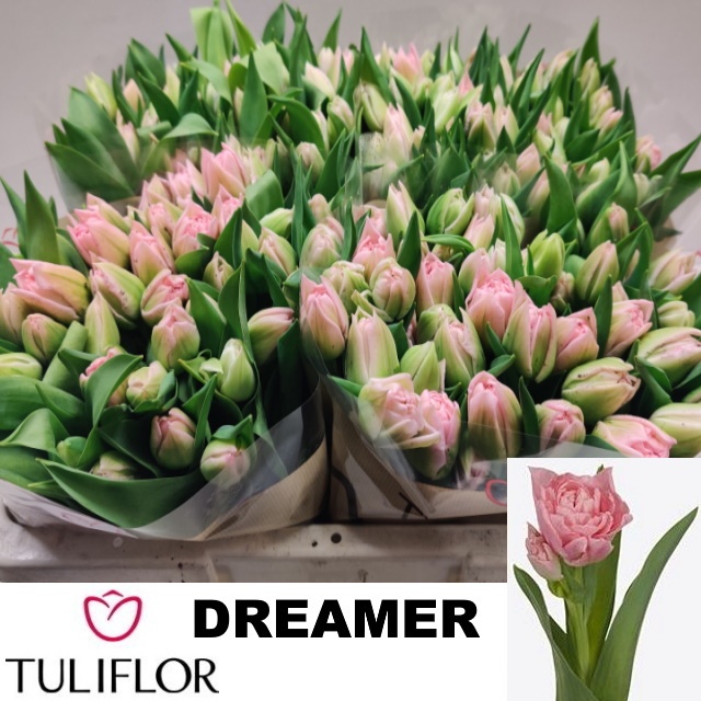 Tulipa Double Dreamer 26cm 22gram