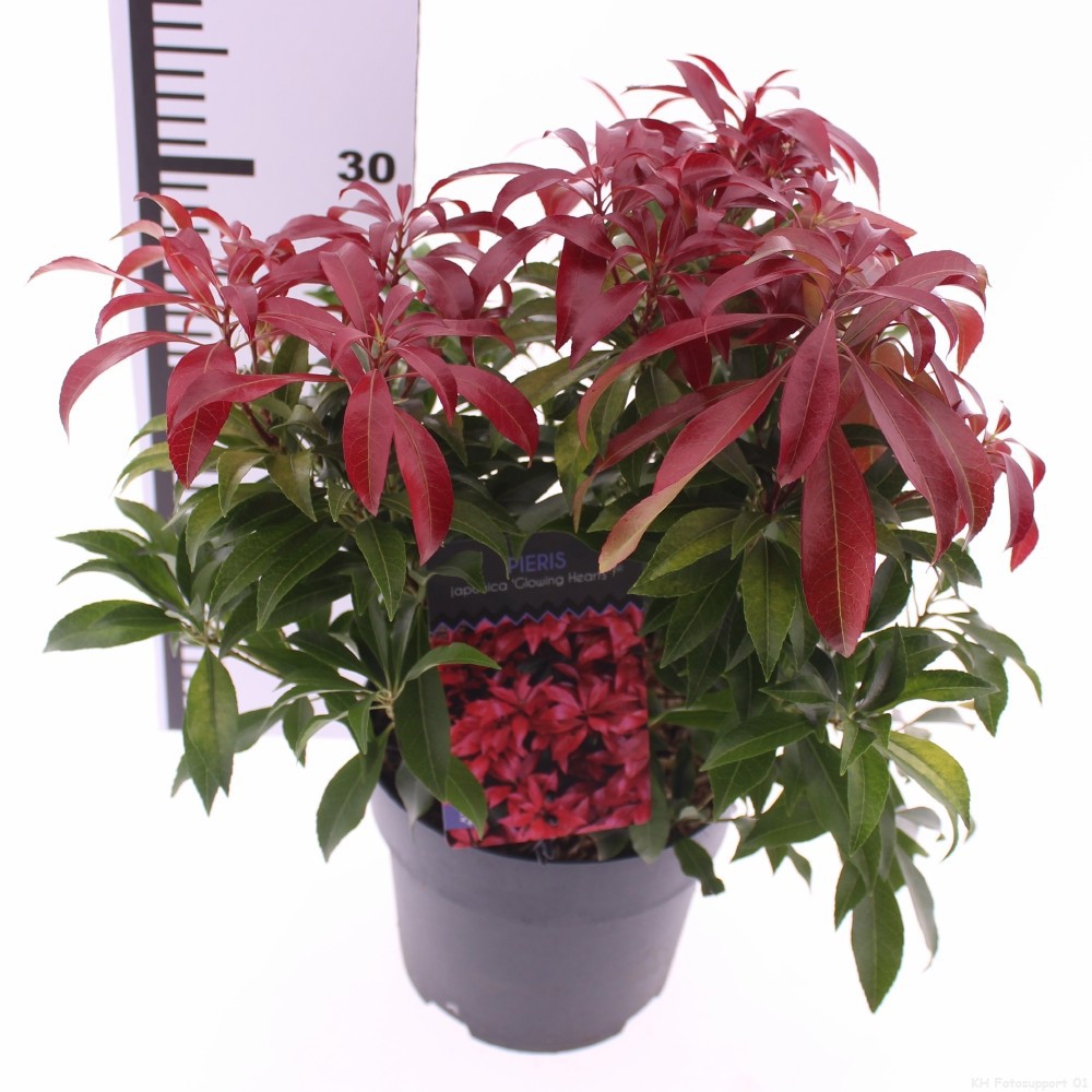 Picture of Pieris jap. 'Glowing Hearts'