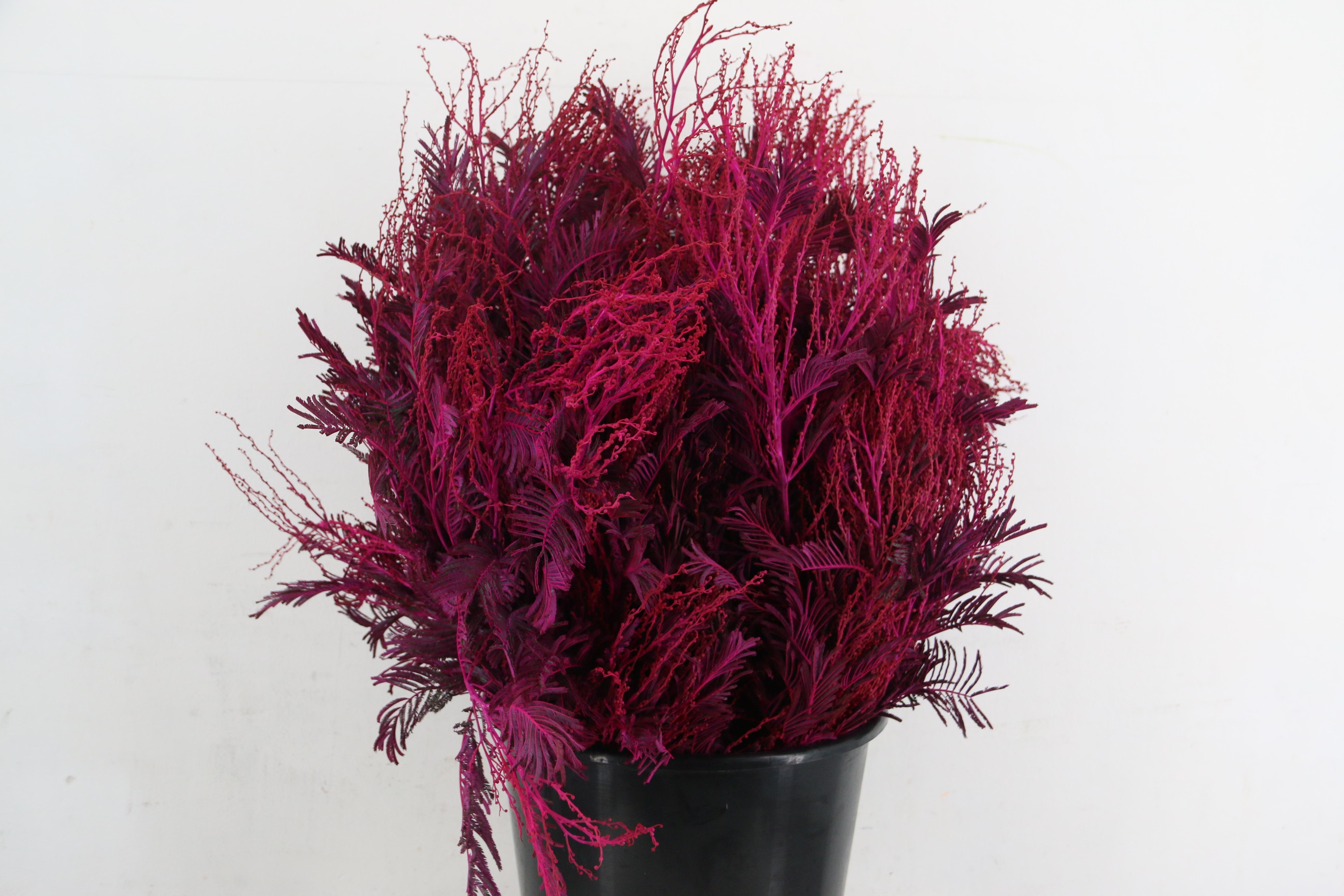 Decorgroen Klb Bs H%