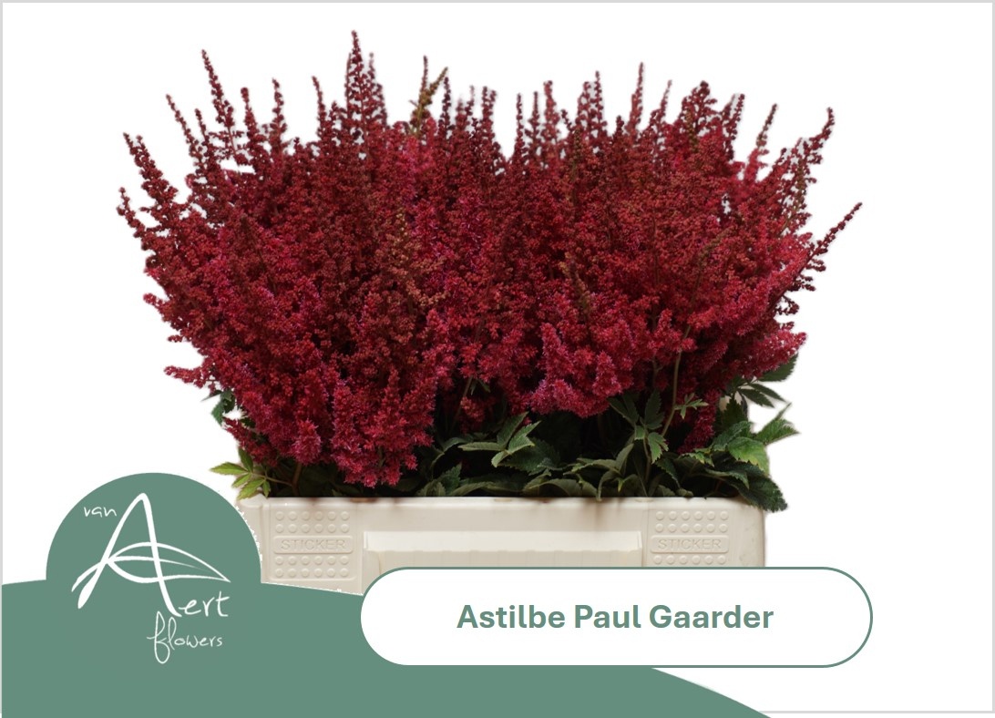 Astilbe Paul Gaarder 40cm