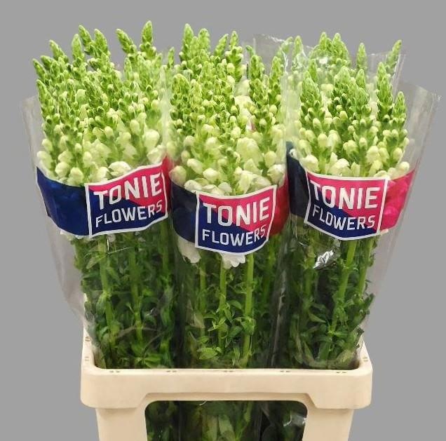 Antirrhinum Maryland White 70cm