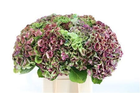 Hydrangea Amathyst Classic 70cm 15Ø